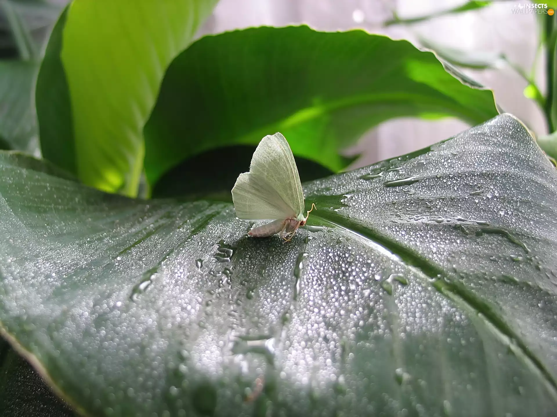 butterfly, drops, water, leaf