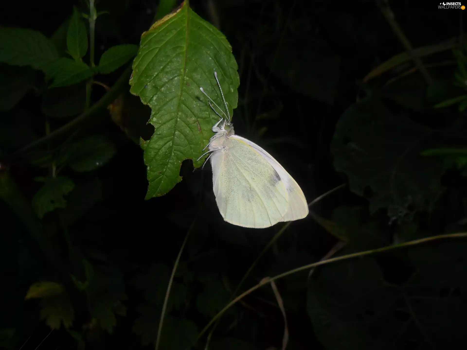 Leaf, Resting, Cabbage