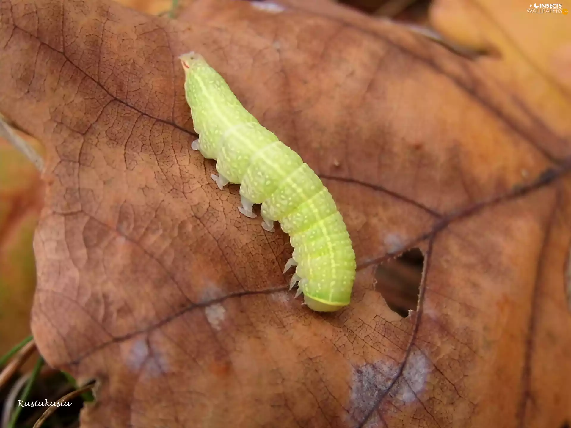 leaf, Green, caterpillar