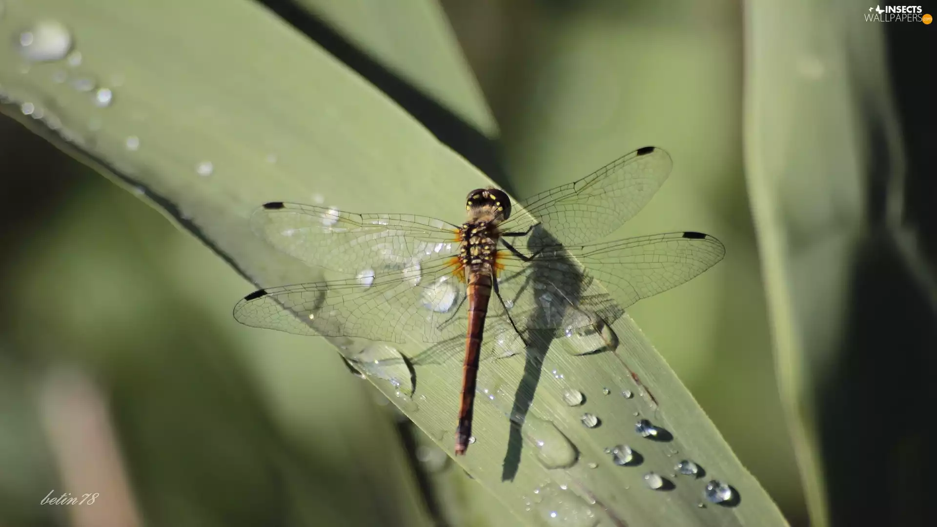 dew, dragon-fly, Leaf