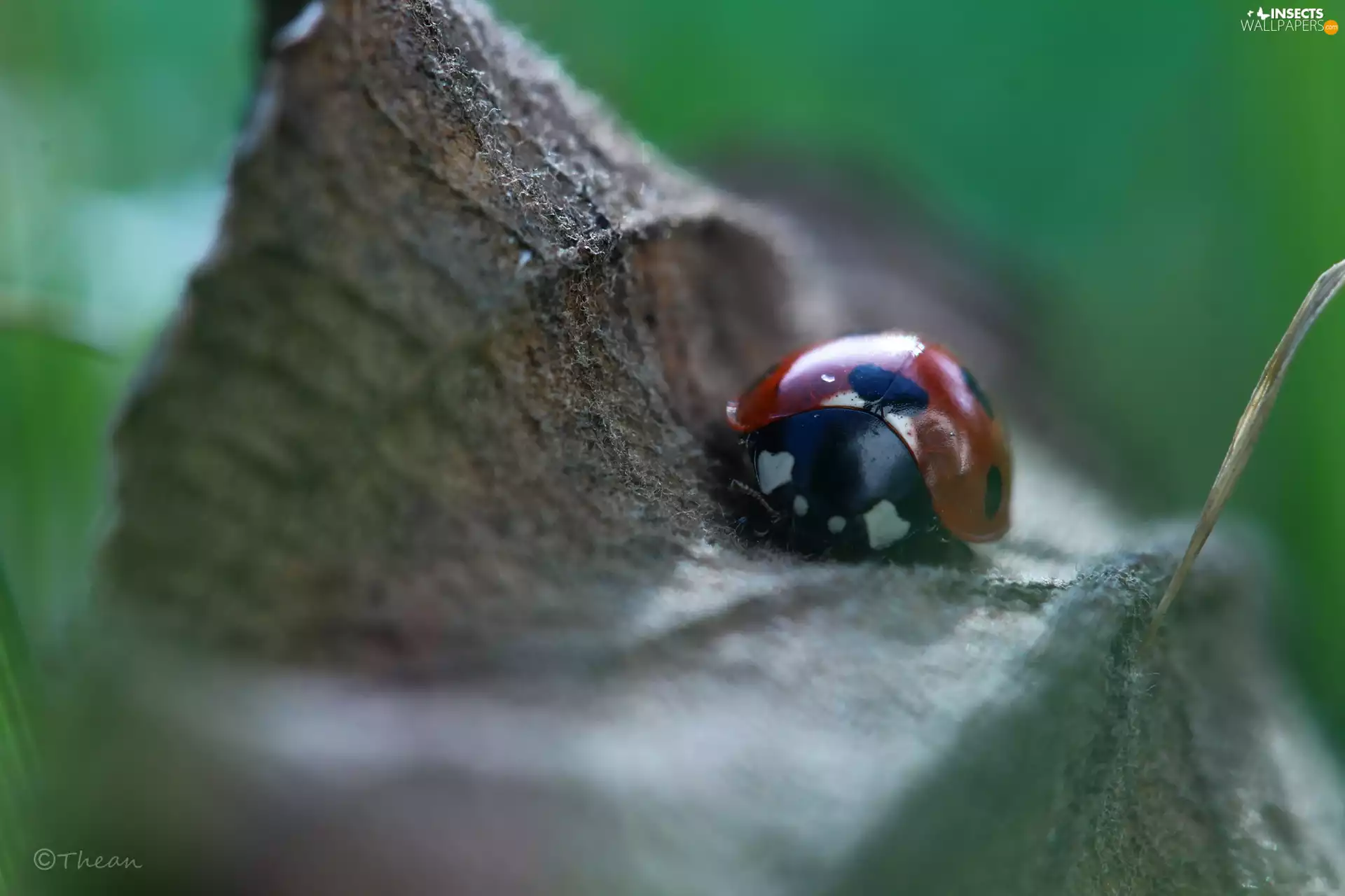 leaf, ladybird, dry