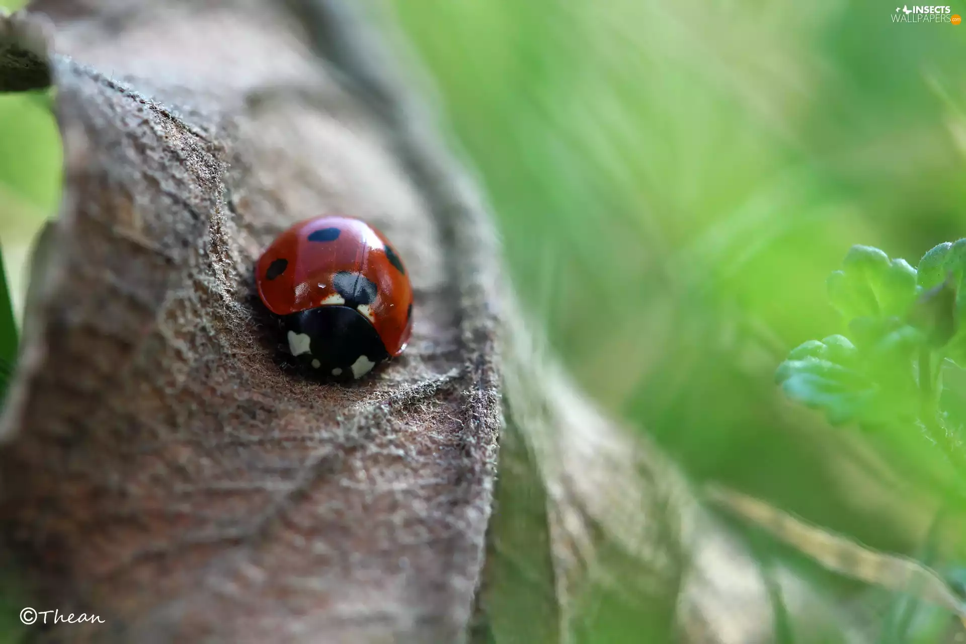 leaf, ladybird, dry