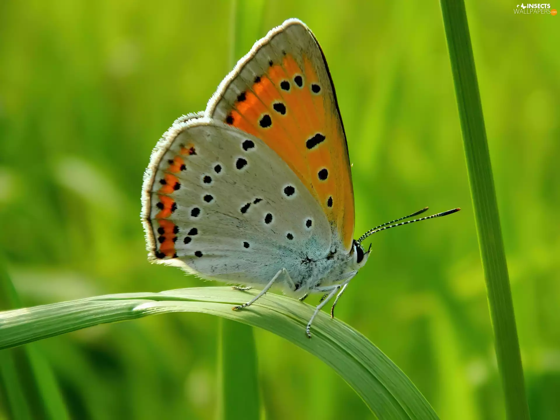 Leaf, butterfly, Flowers