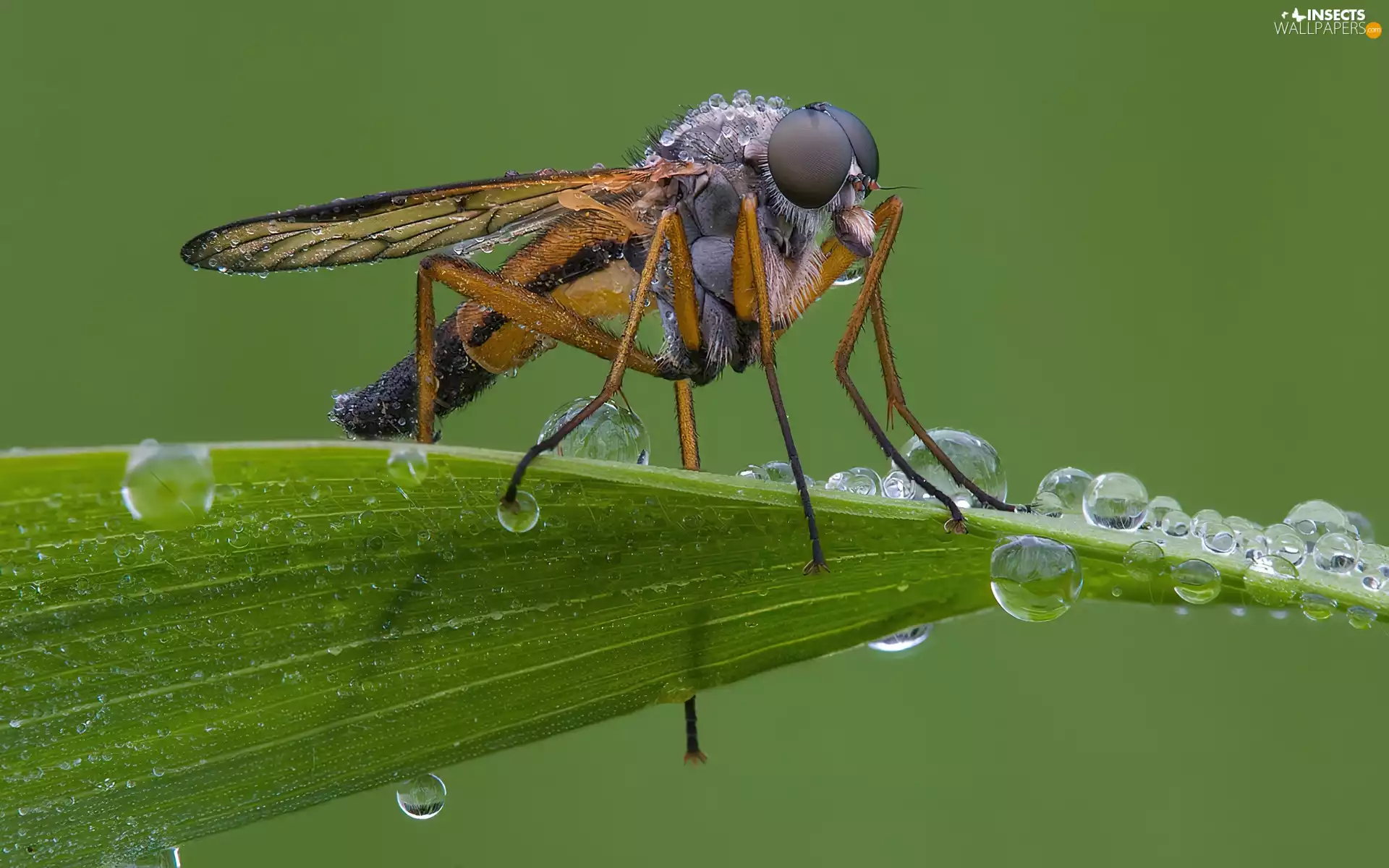 fly, drops, water, leaf