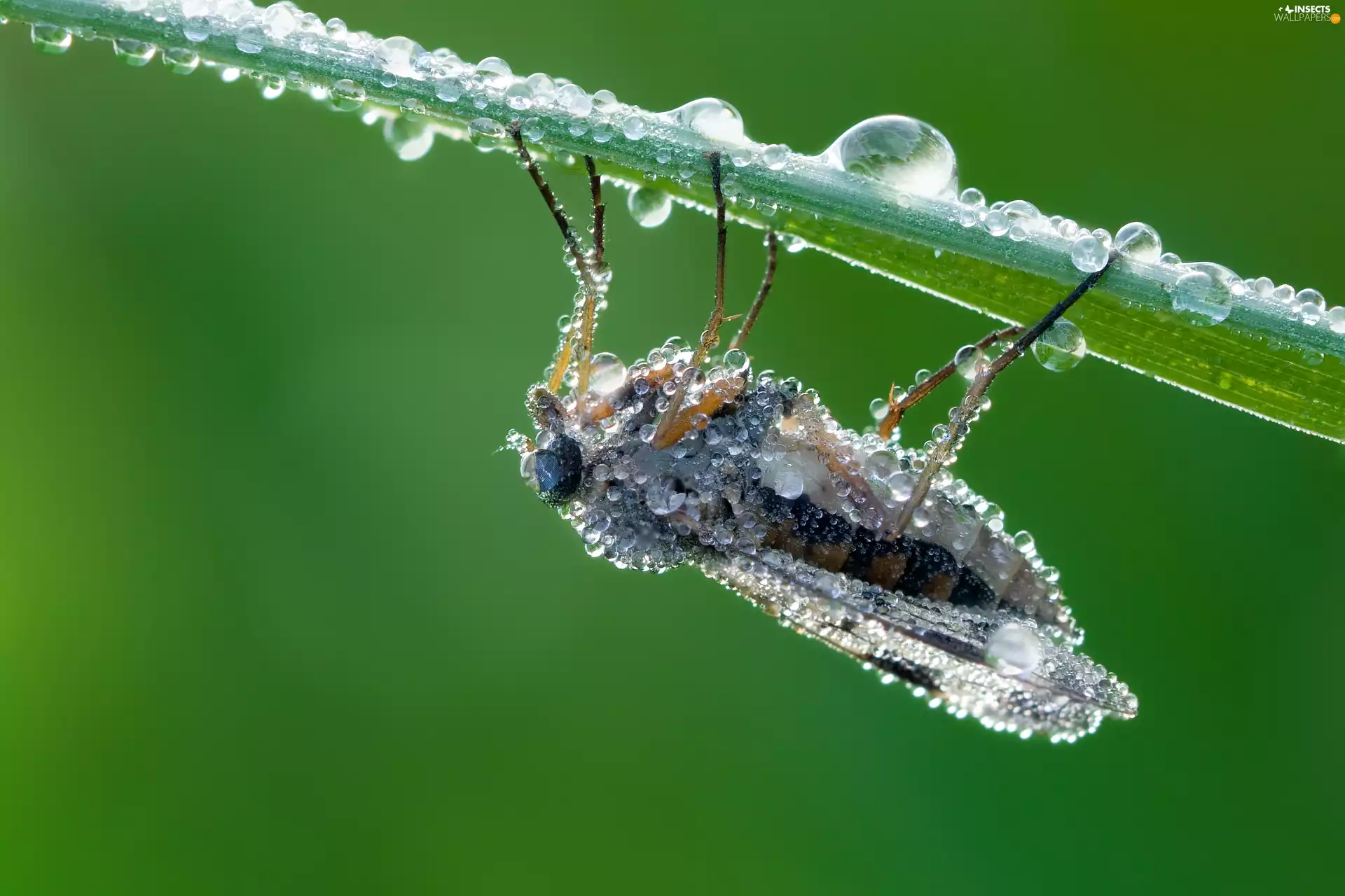 fly, drops, water, leaf
