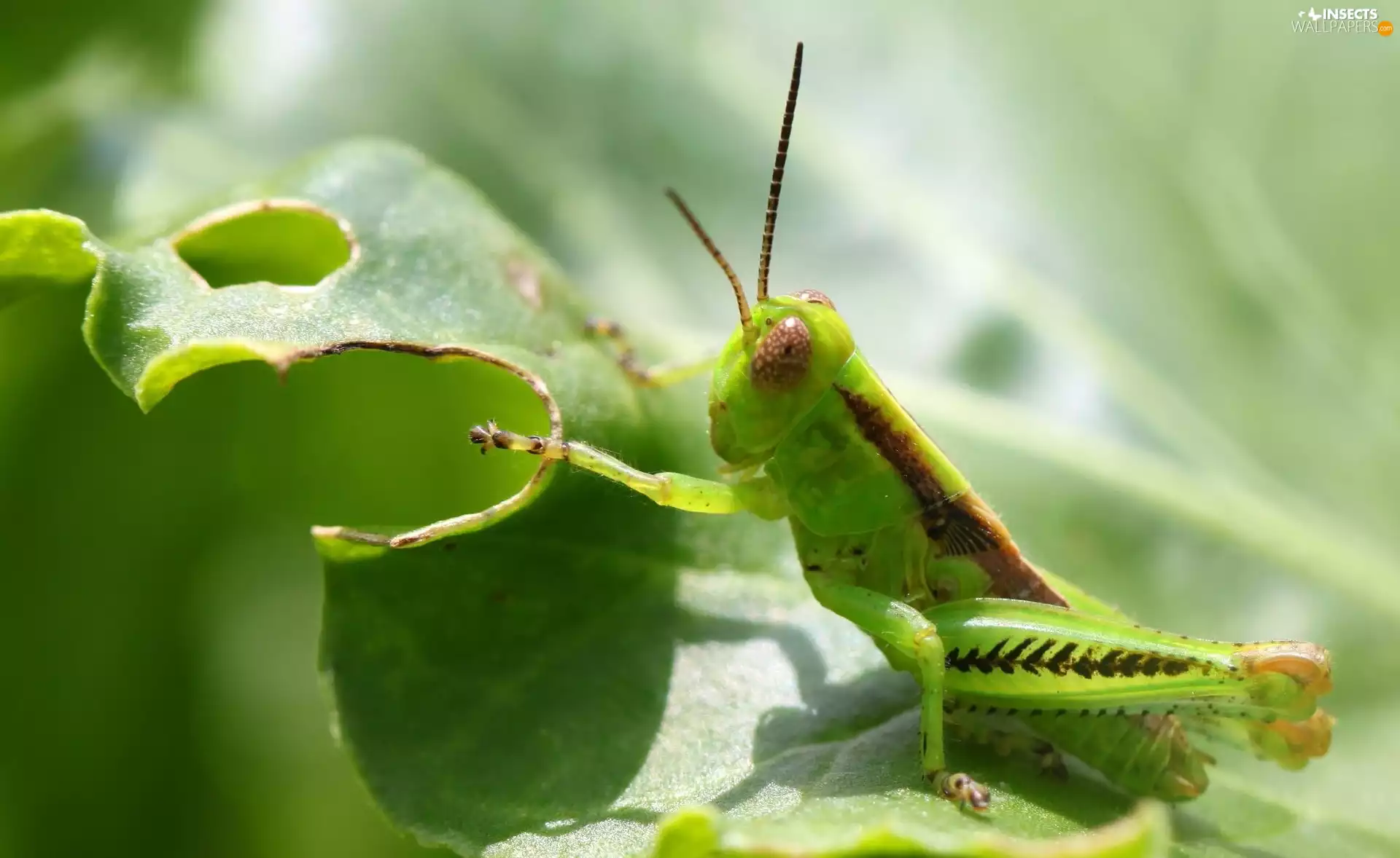 leaf, grasshopper