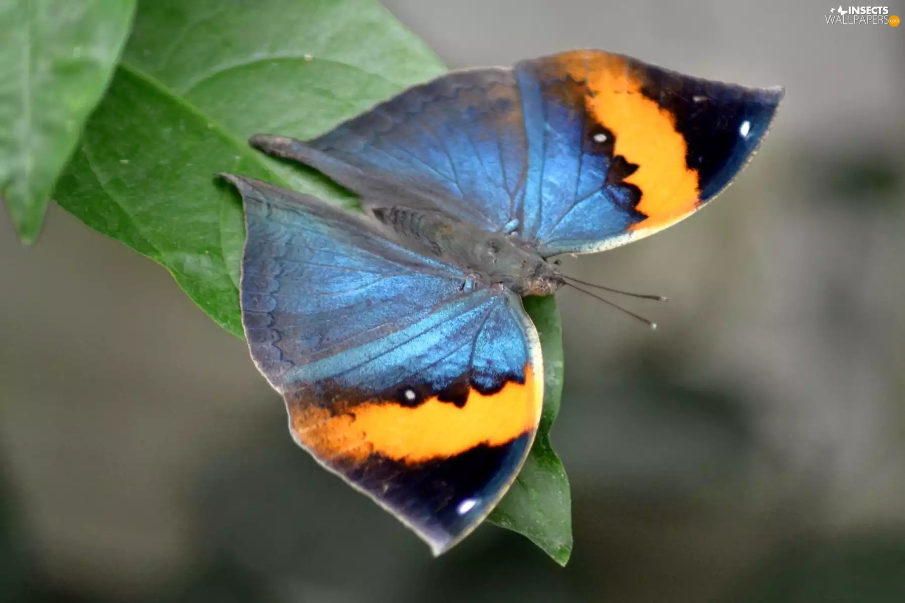 Green, color, butterfly, leaf
