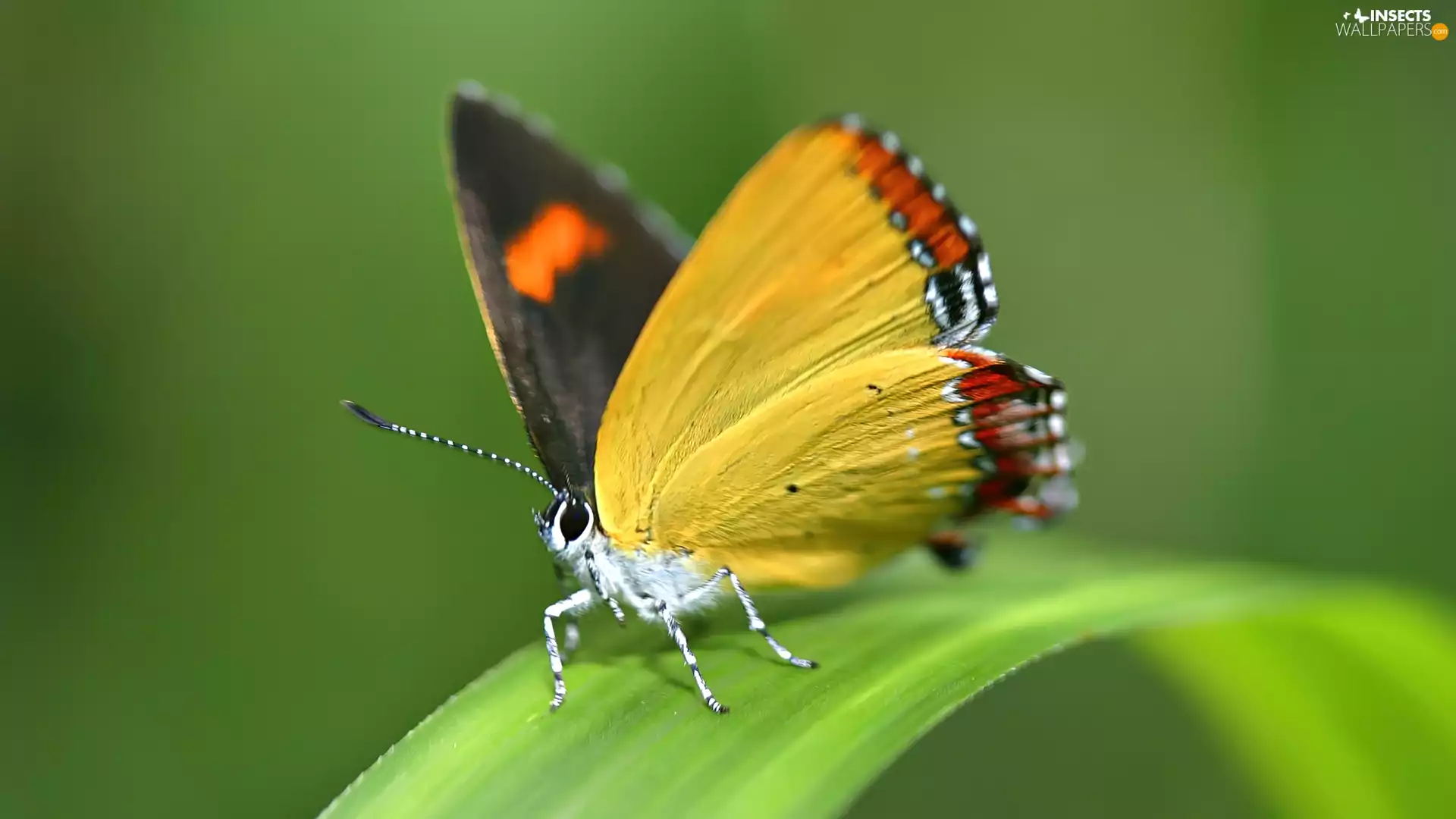 Green, Yellow, butterfly, leaf