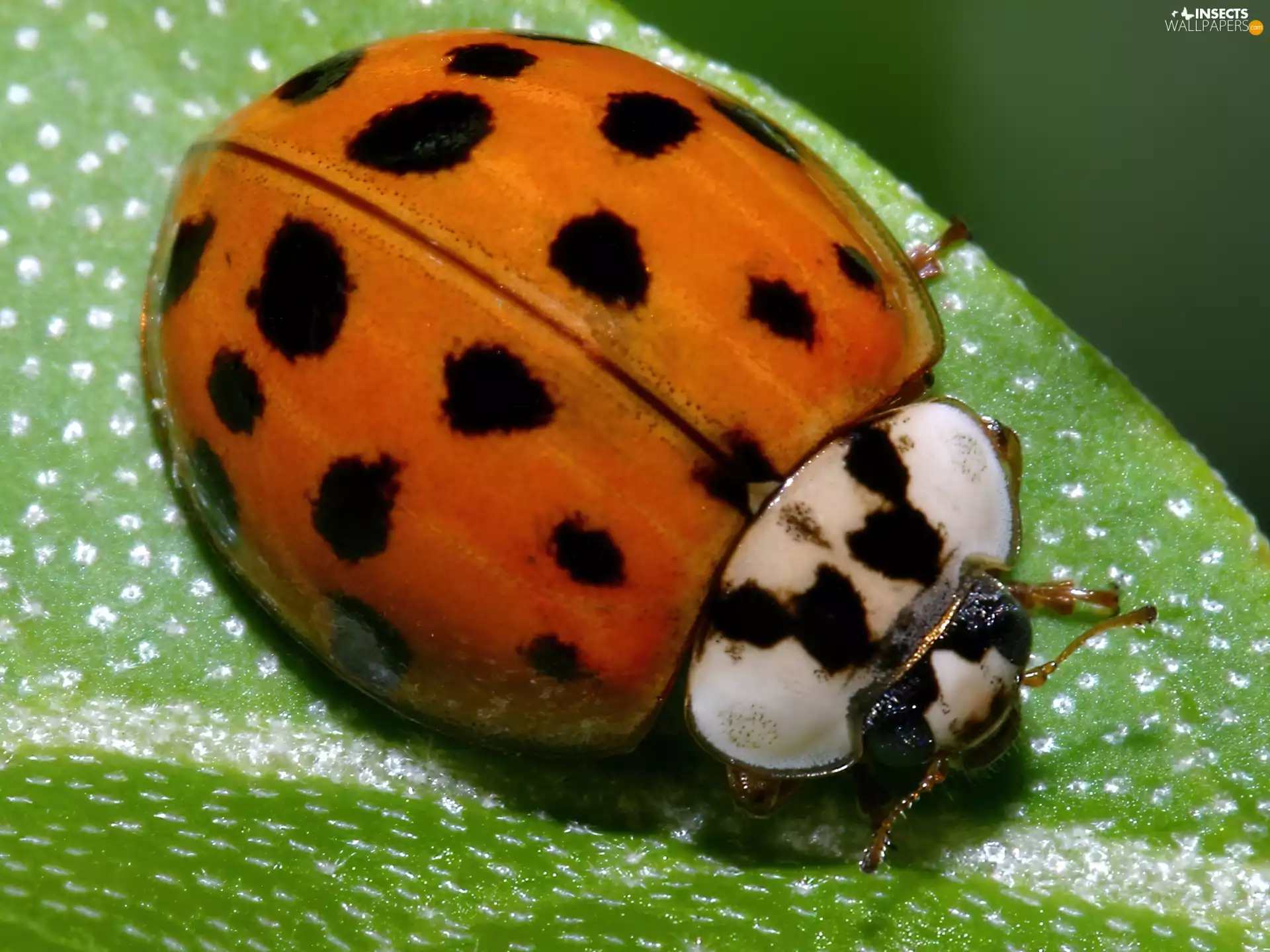 leaf, ladybird, Green
