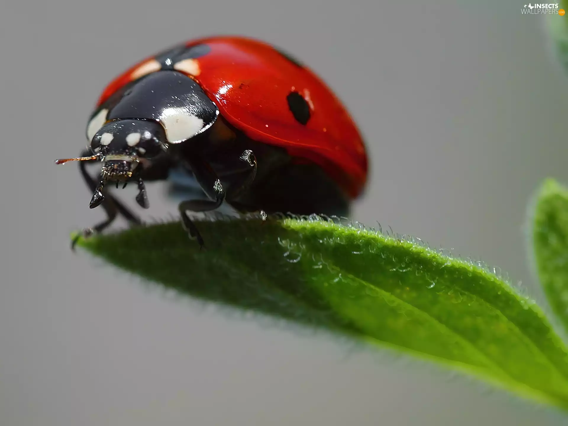 leaf, ladybird, Green
