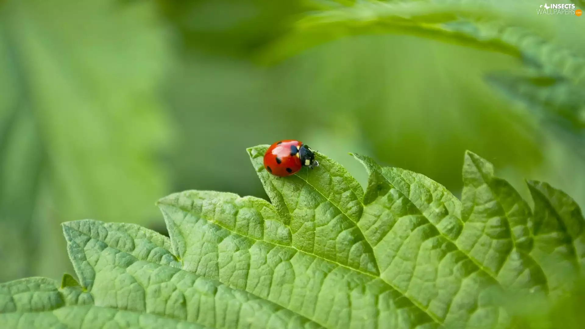 leaf, ladybird, Green