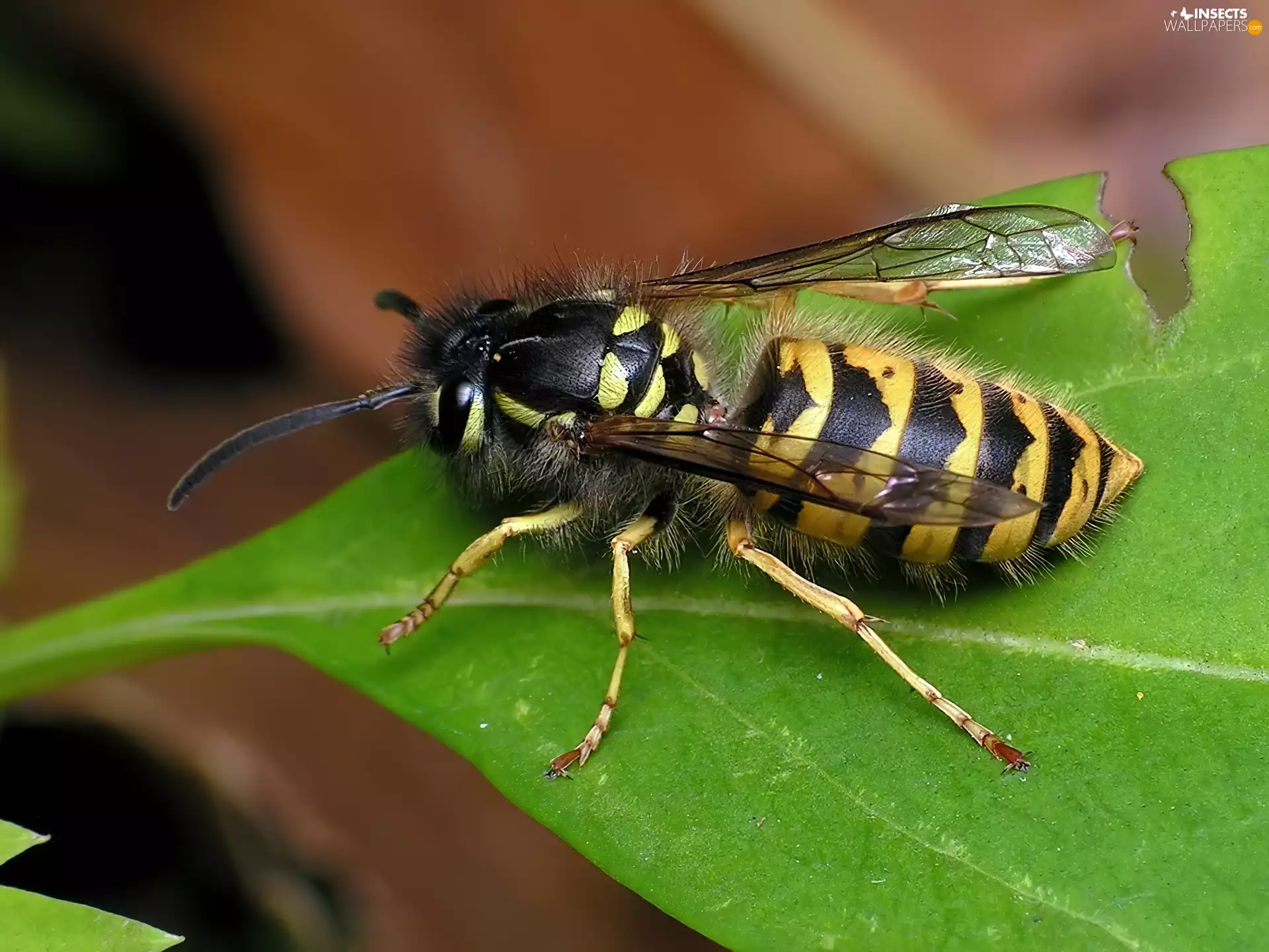 leaf, wasp, Green