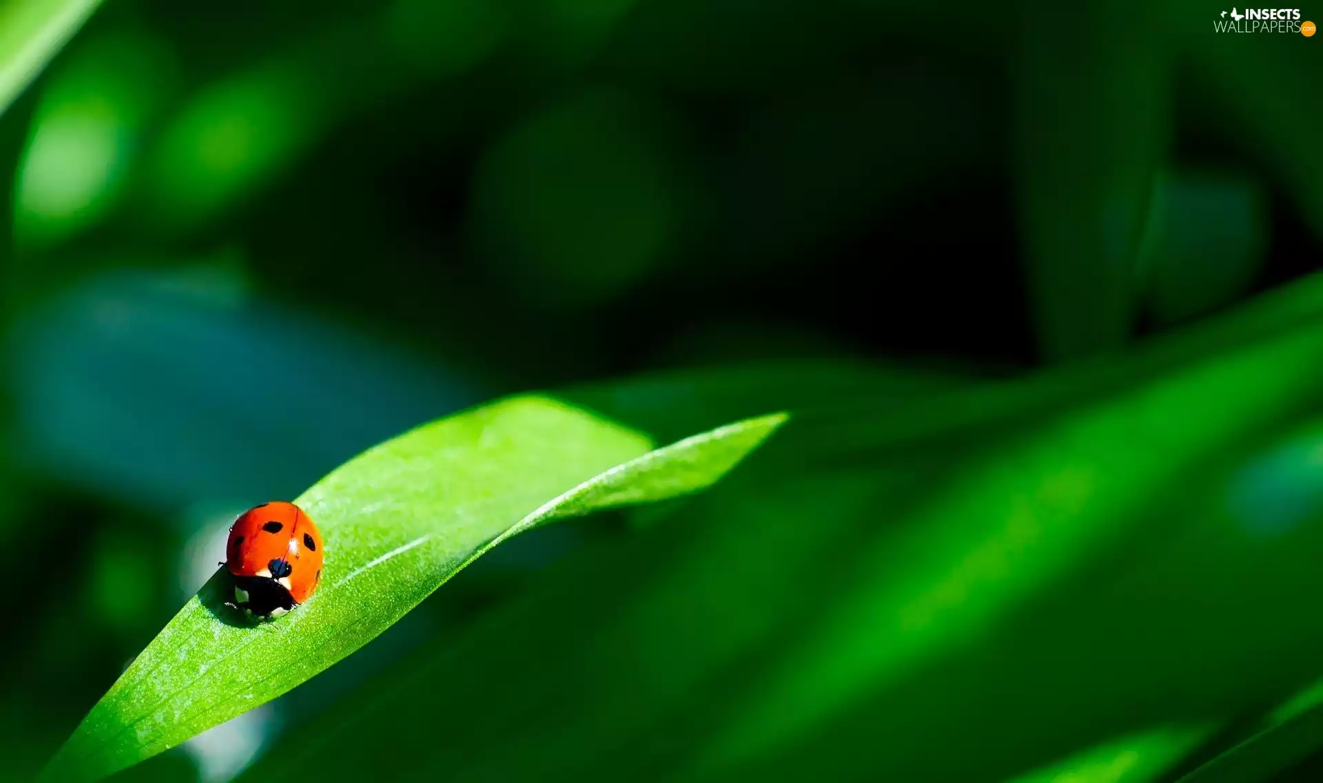 leaf, ladybird