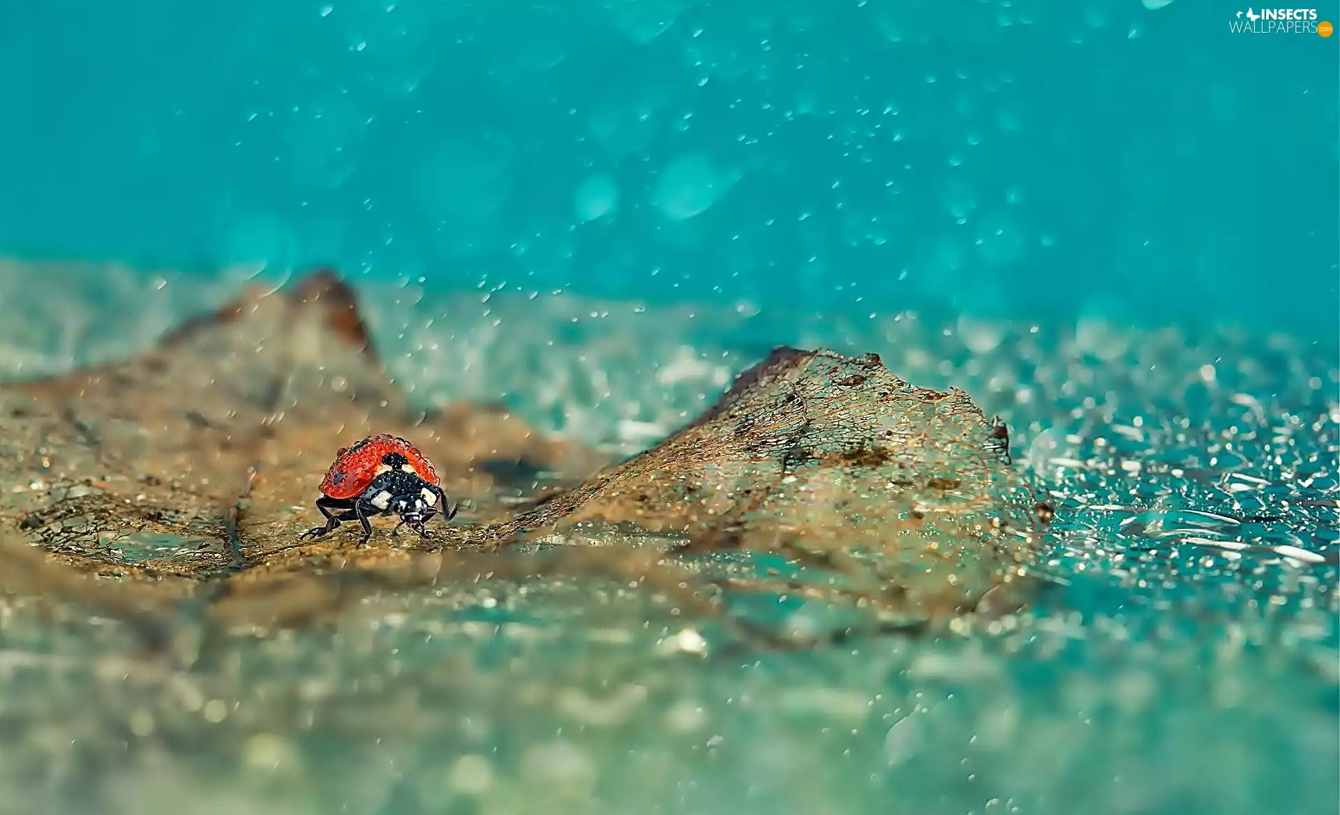 ladybird, Rain, Close, leaf