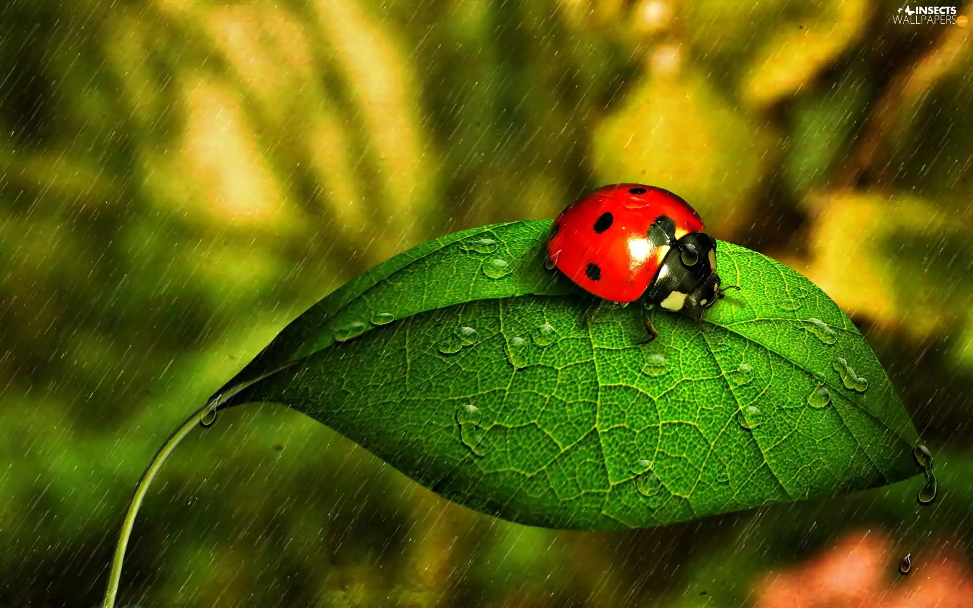 ladybird, Rain, drops, leaf