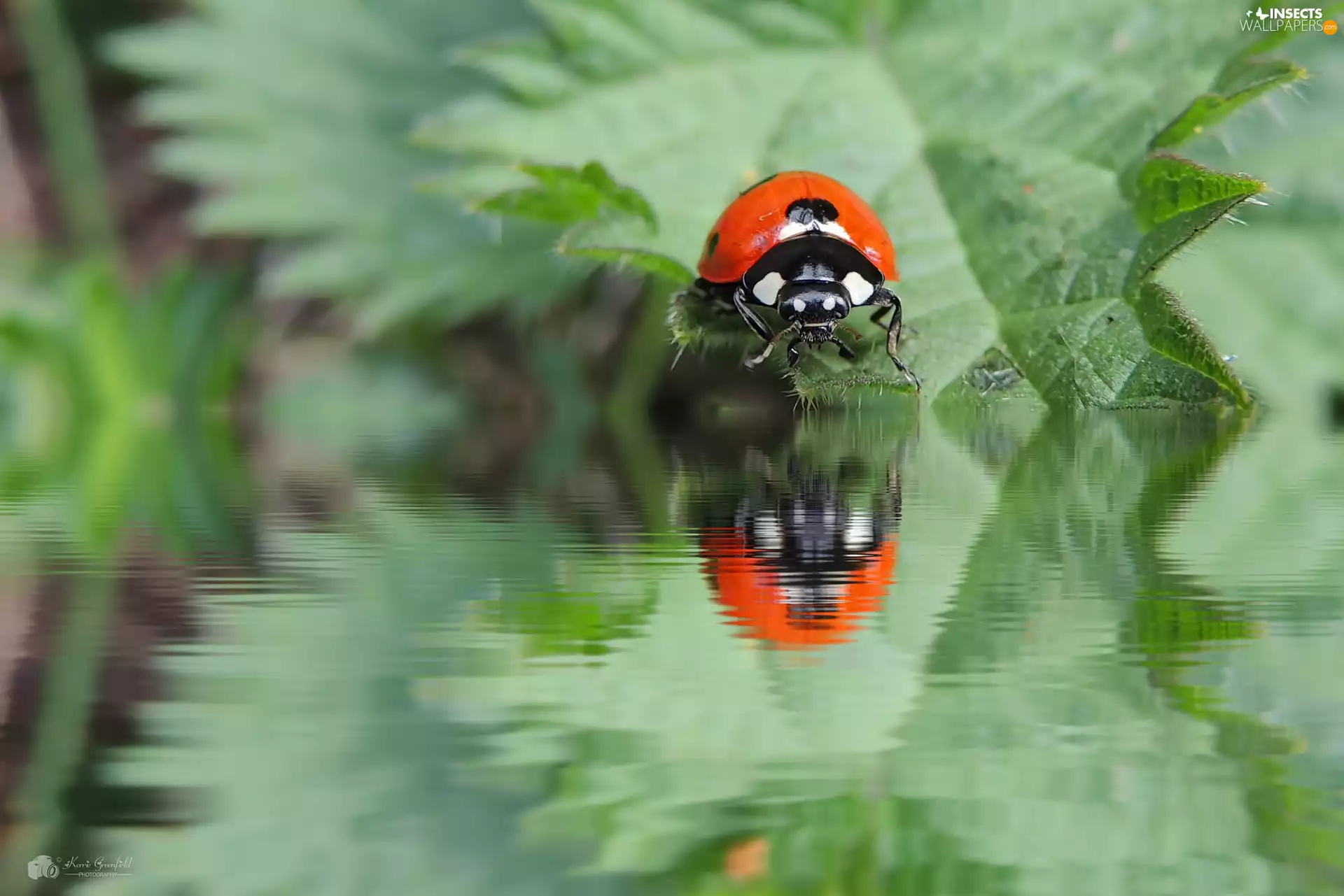 ladybird, water, reflection, leaf