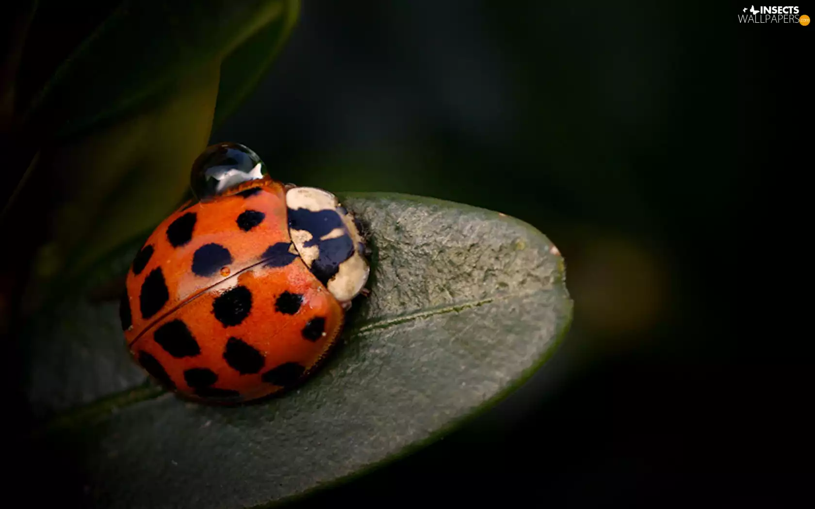 ladybird, drop, water, leaf