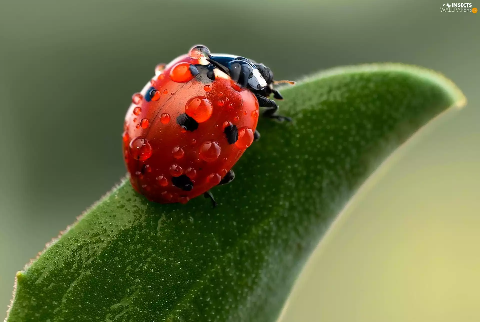 ladybird, droplets, water, leaf