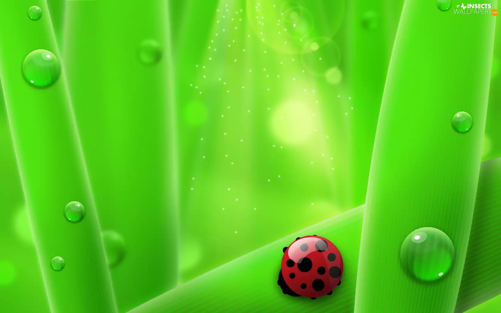 Ladybird, drops, water, Leaf