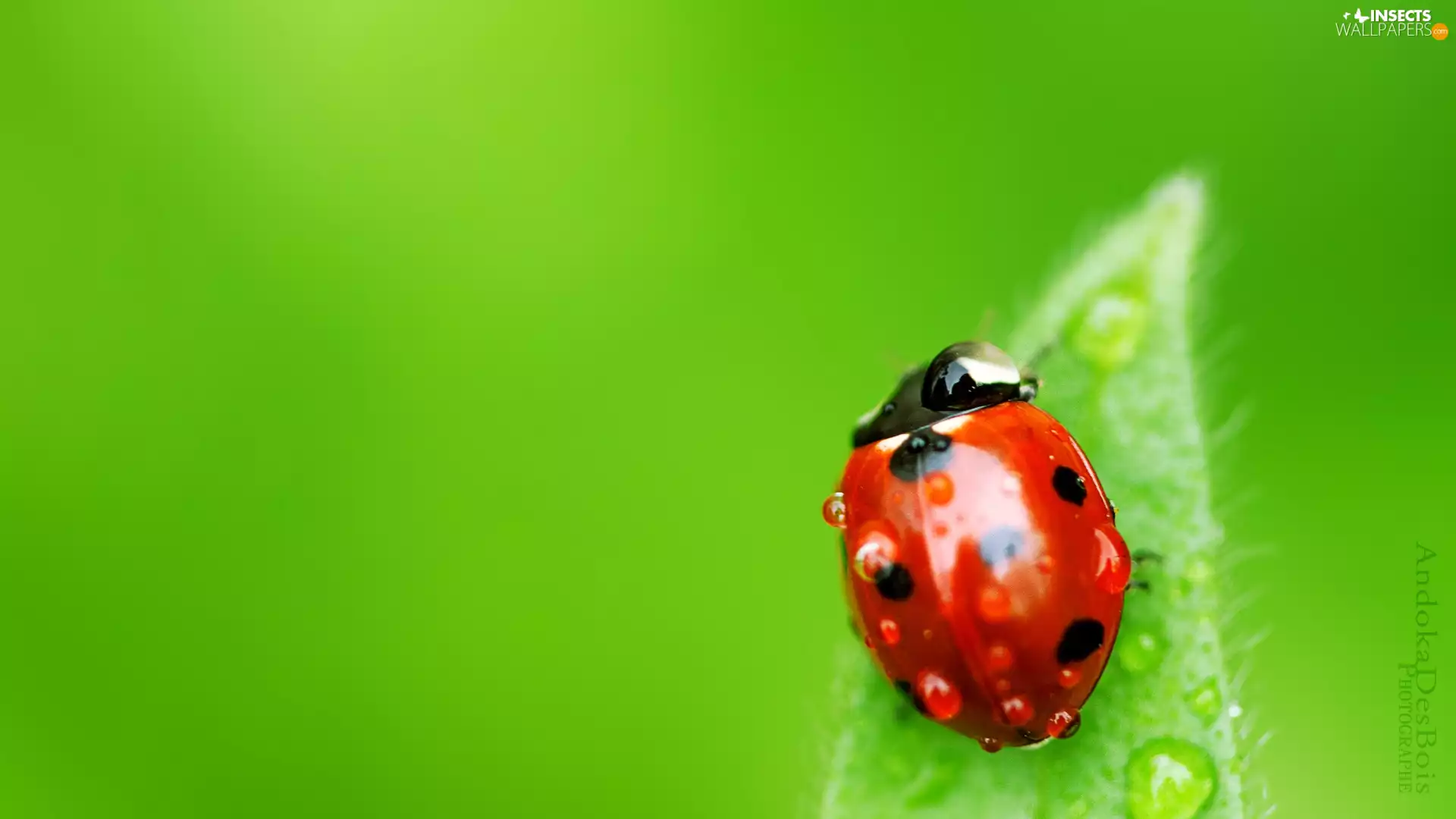 ladybird, drops, water, leaf