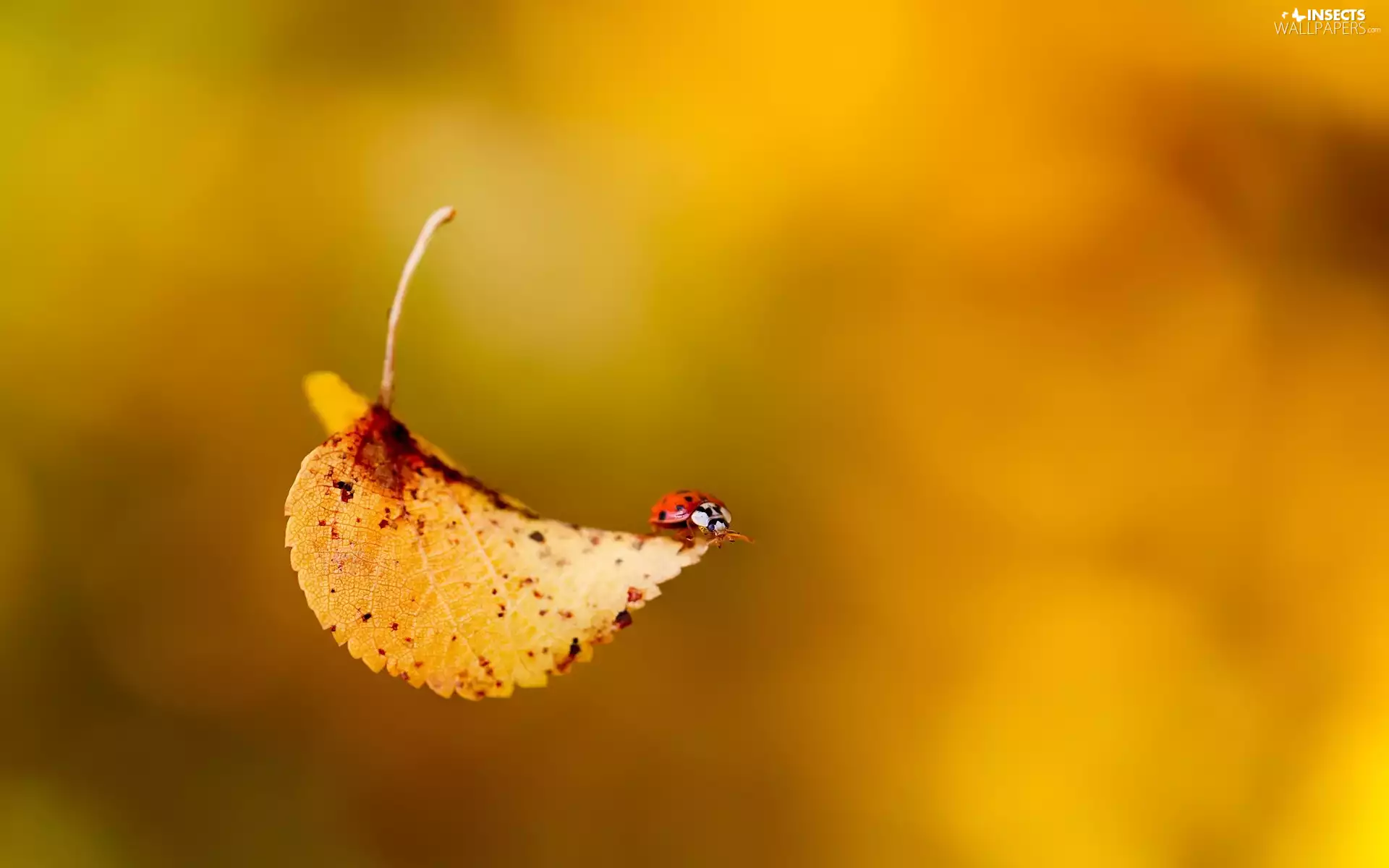 leaf, ladybird