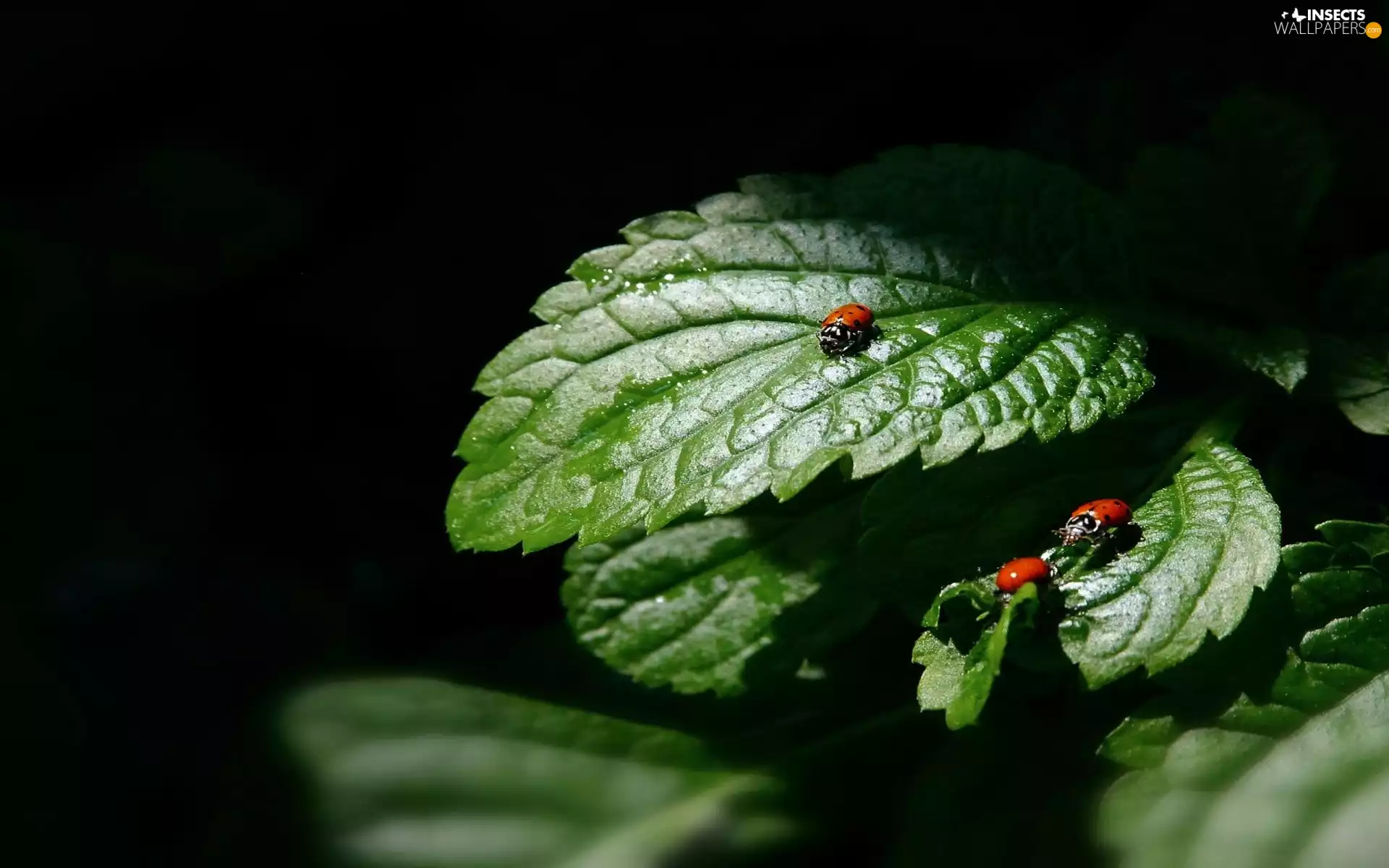 ladybugs, green ones, Leaf