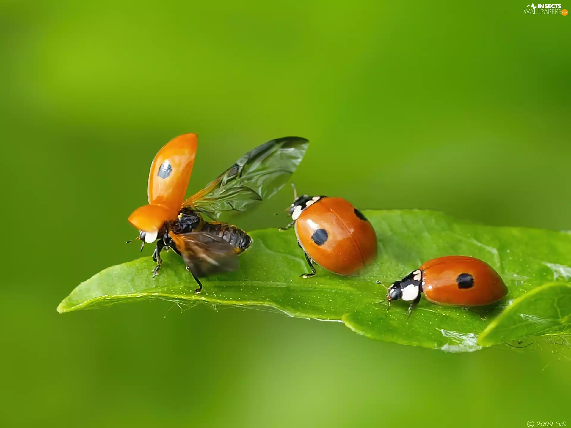 leaf, Three, ladybugs