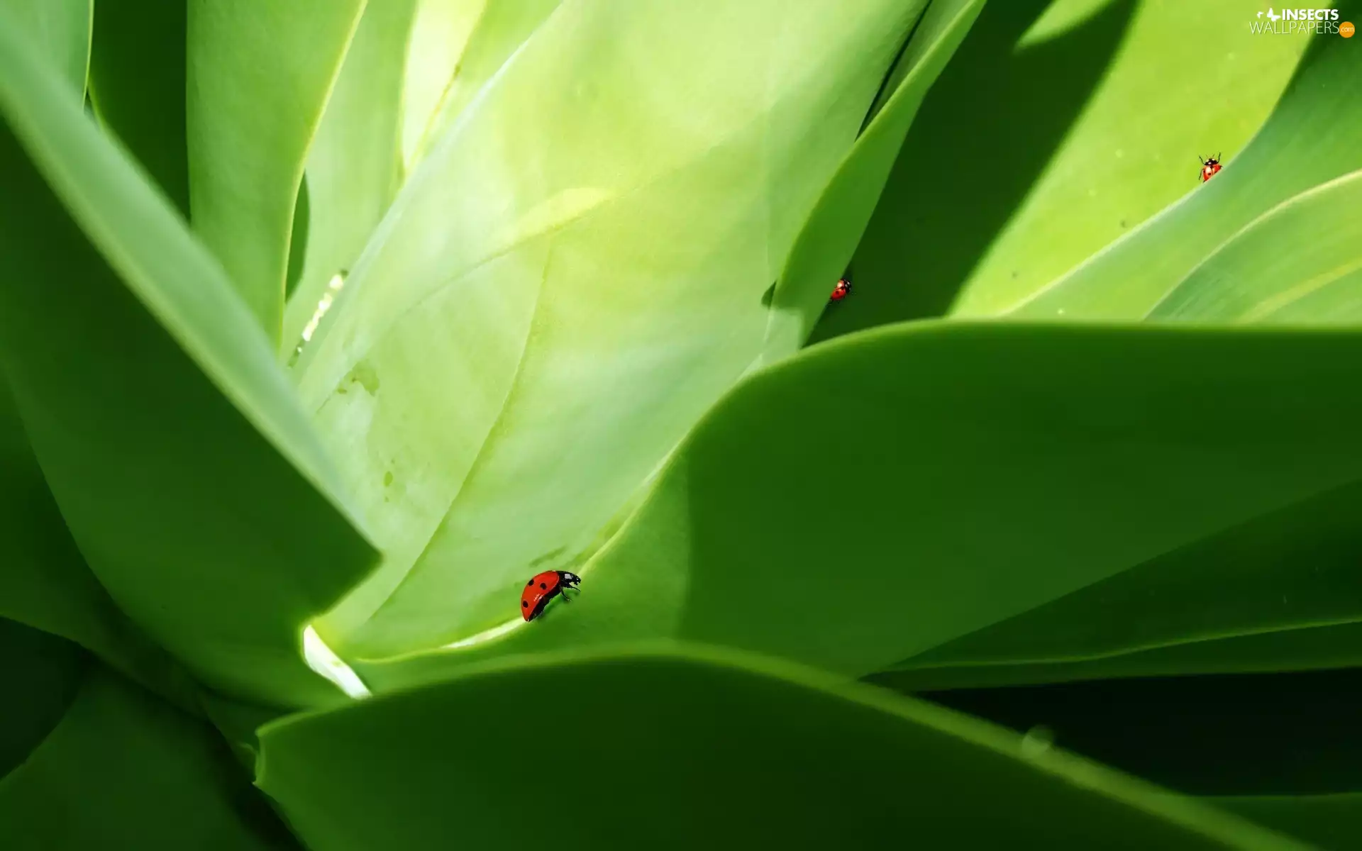 Leaf, Tiny, ladybugs