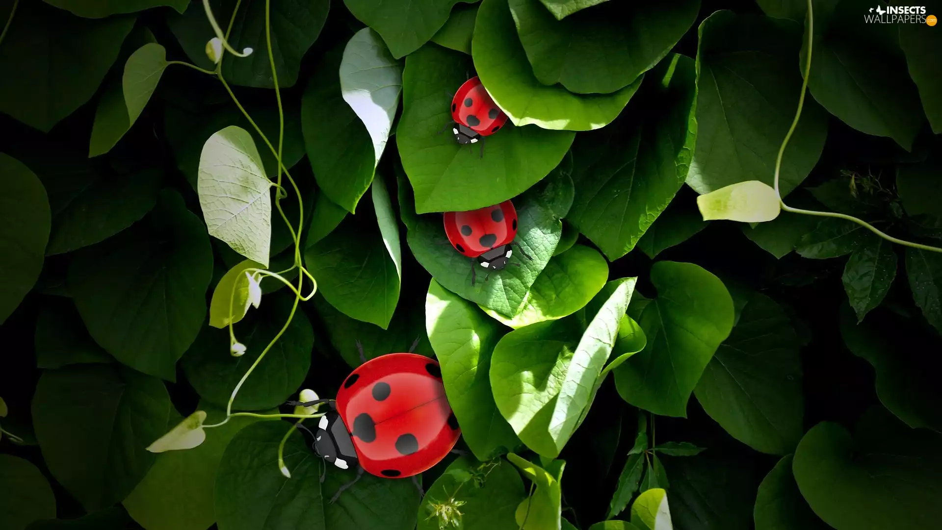 Leaf, ladybugs