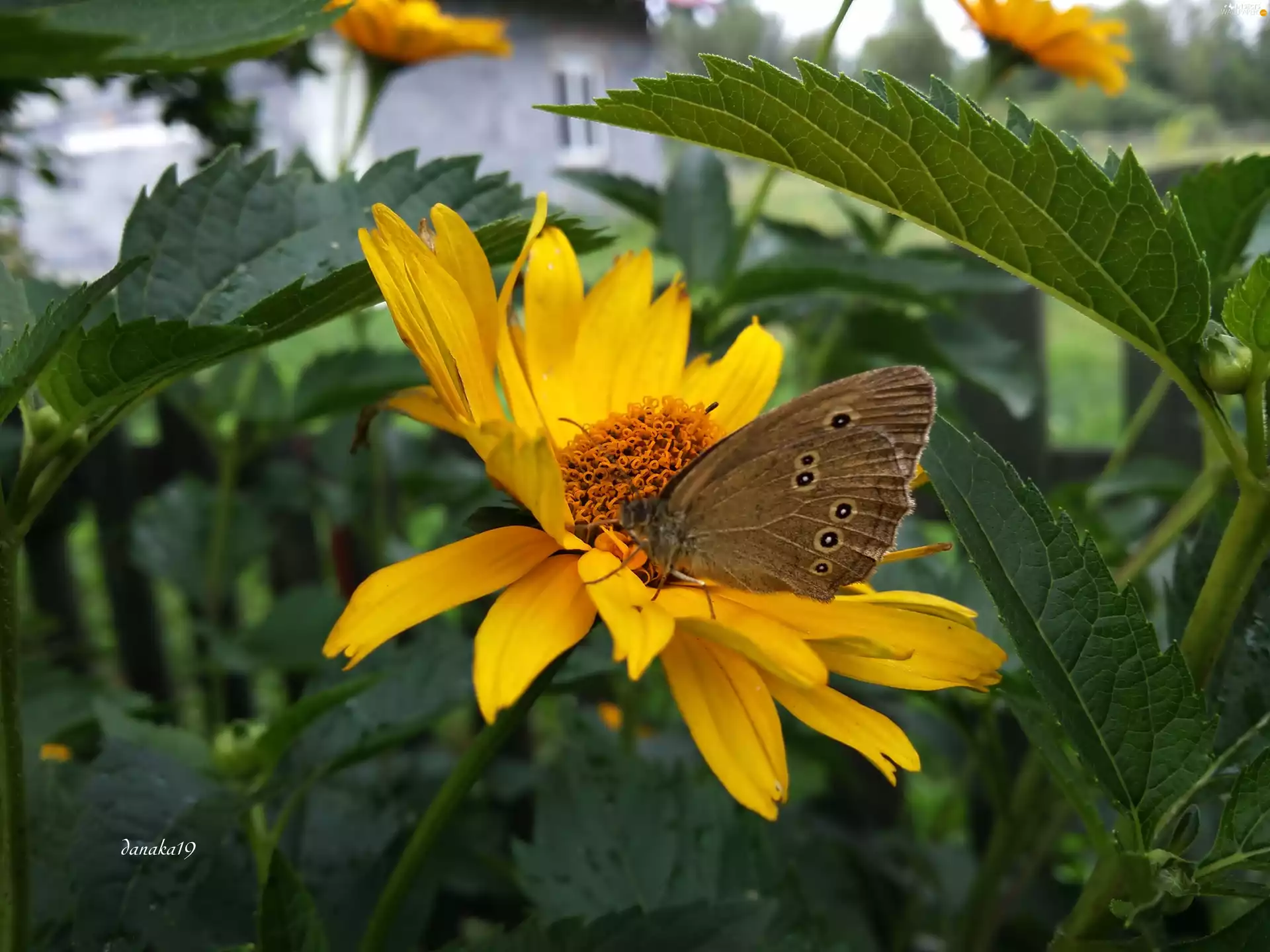 butterfly, Sunflower, Lawn, Leaf, Aphantopus Hyperantus, Rough