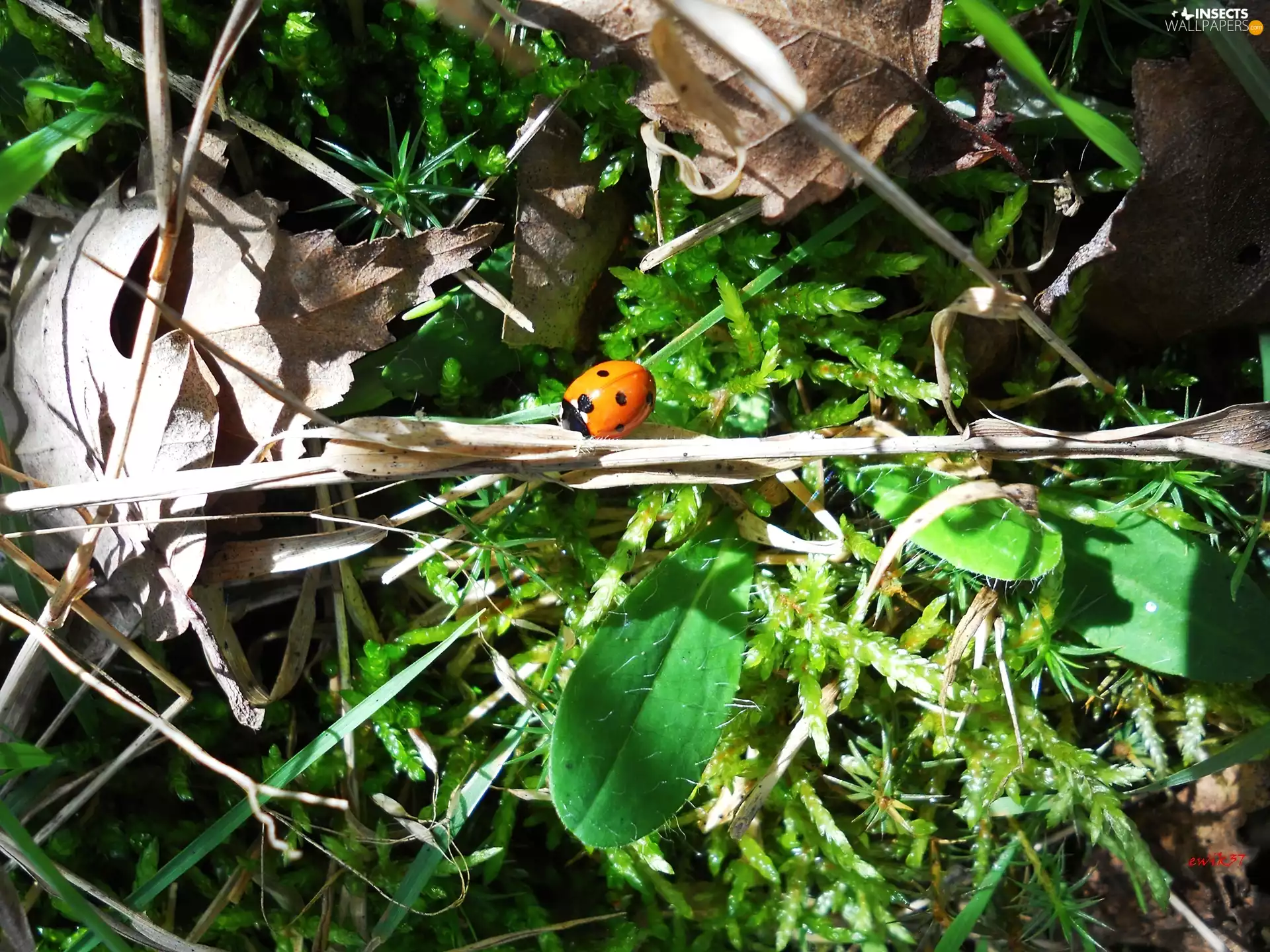 Leaf, ladybird, Moss