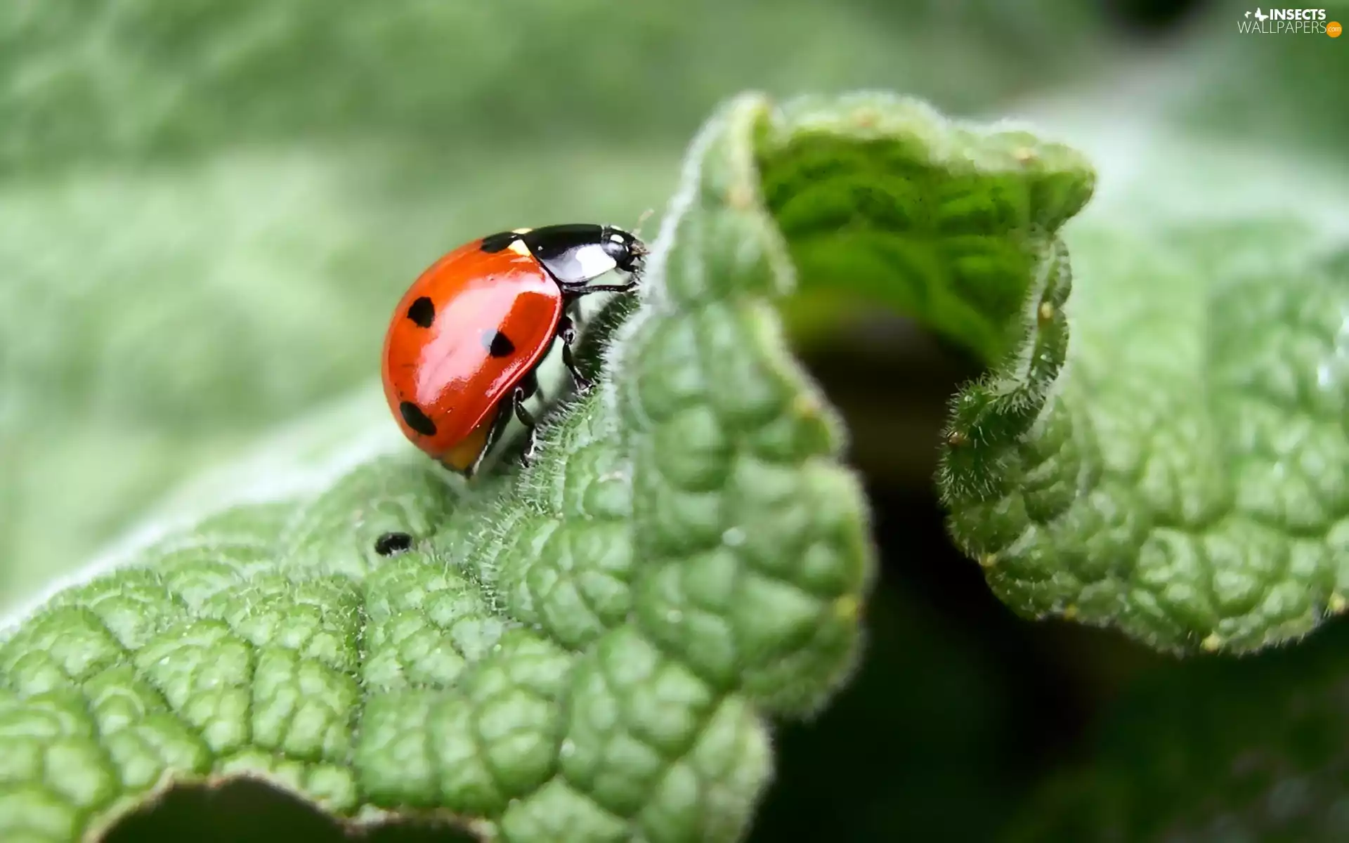 leaf, ladybird, Spots