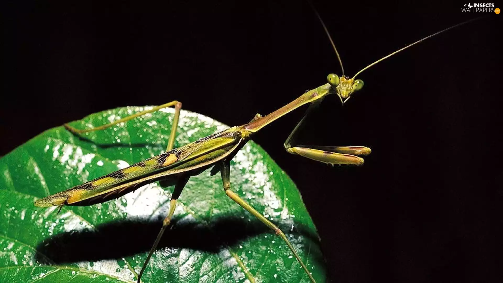 stick insect, Green, leaf