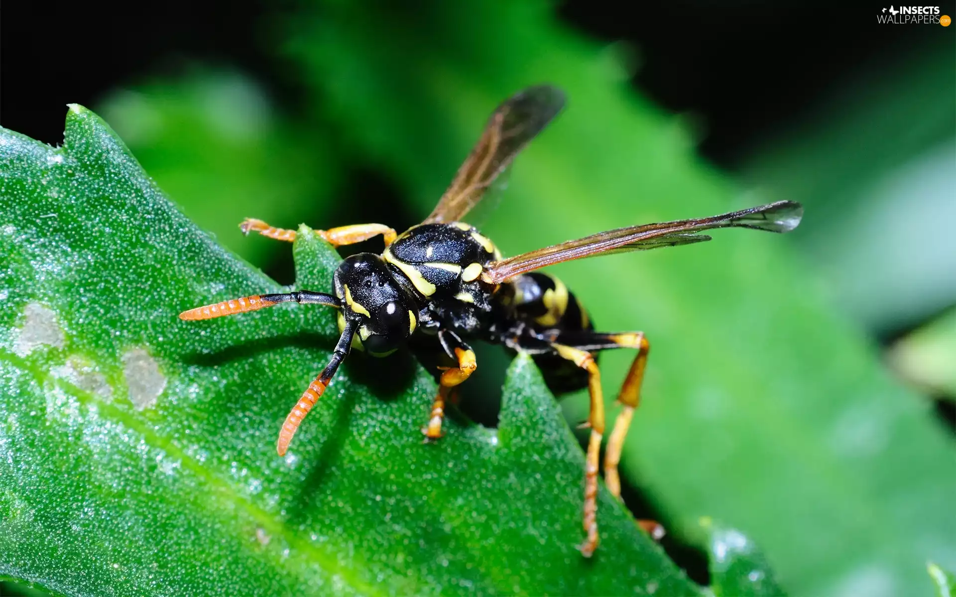 leaf, wasp