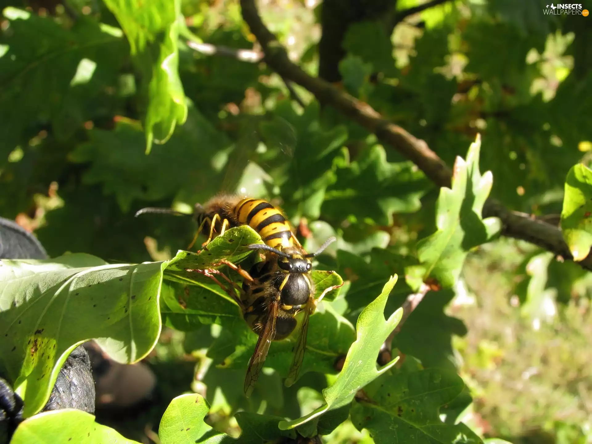 Leaf, Two, Wasps
