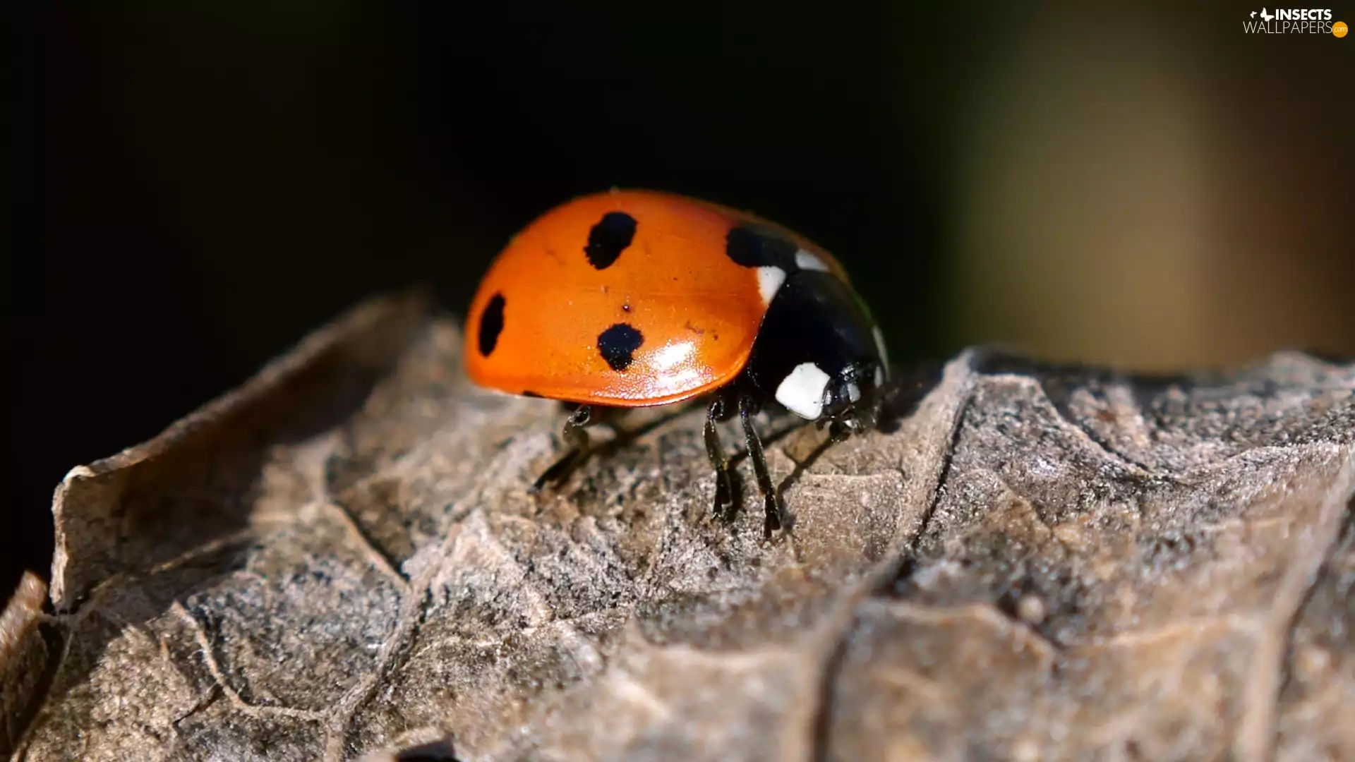leaf, ladybird, Withered