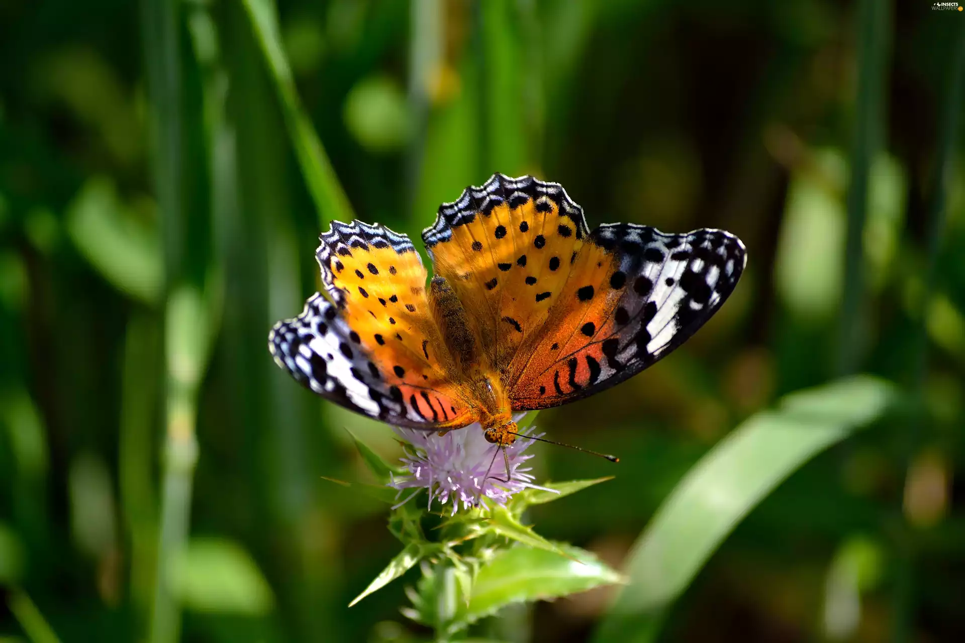 leaves, butterfly, Flower