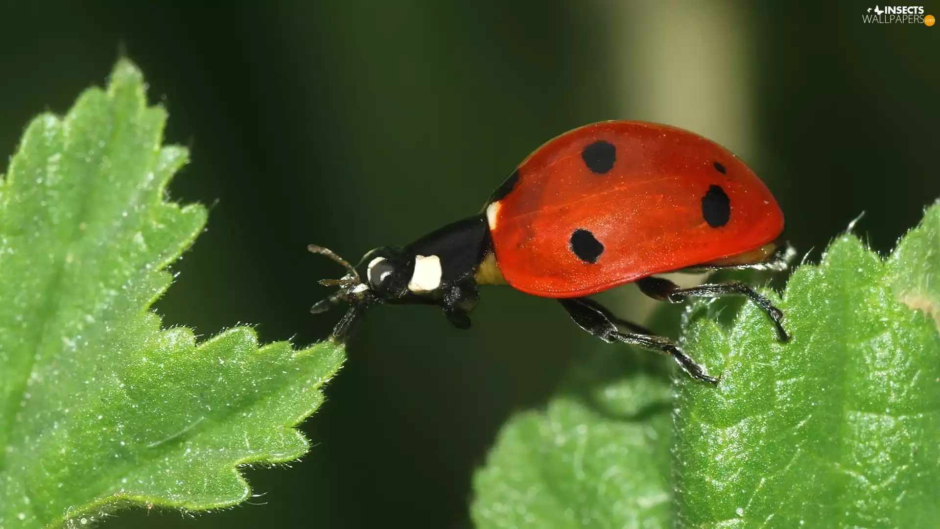 ladybird, green ones, leaves