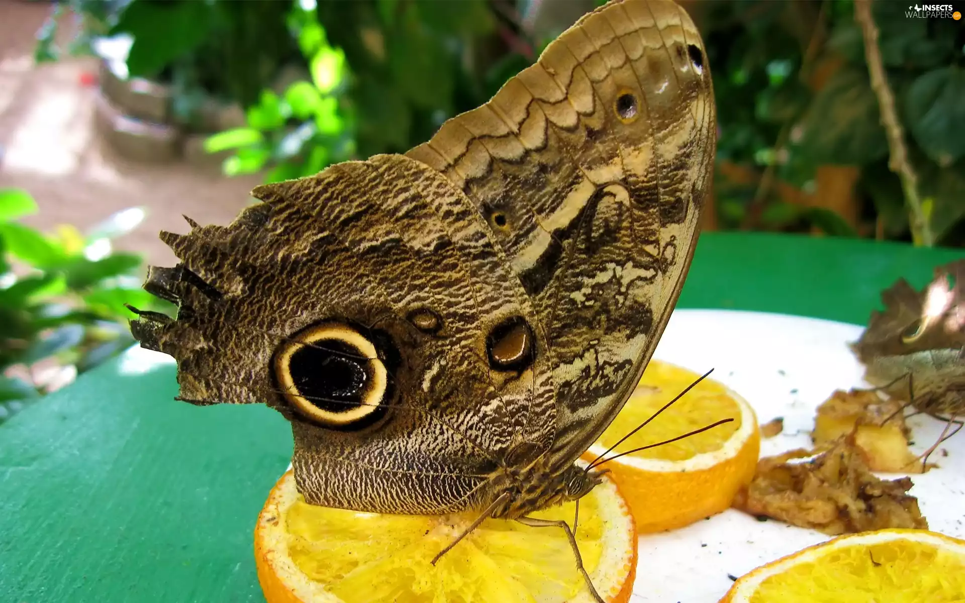 lemons, butterfly, slices