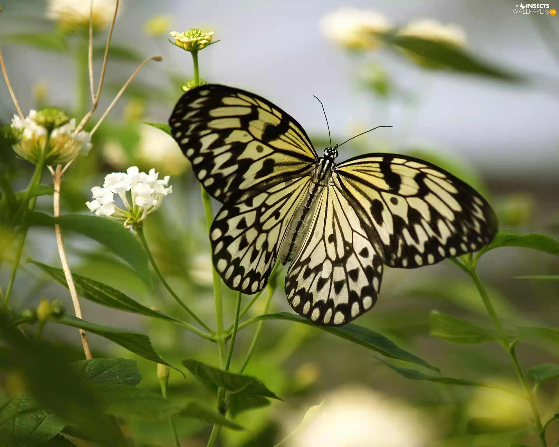 Idea, leuconoe, flowers, butterfly, Wildflowers