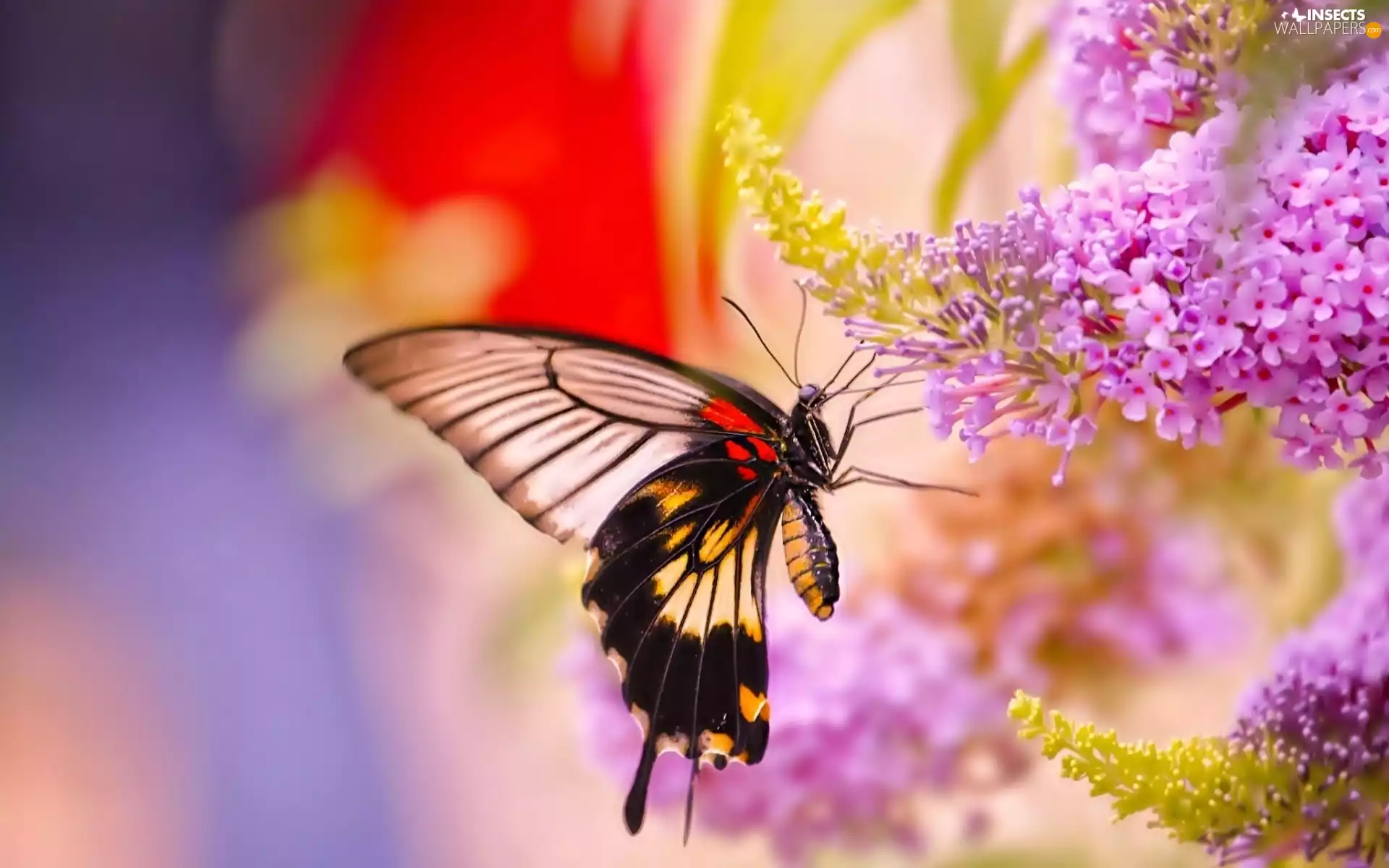 lilac, butterfly, Twigs