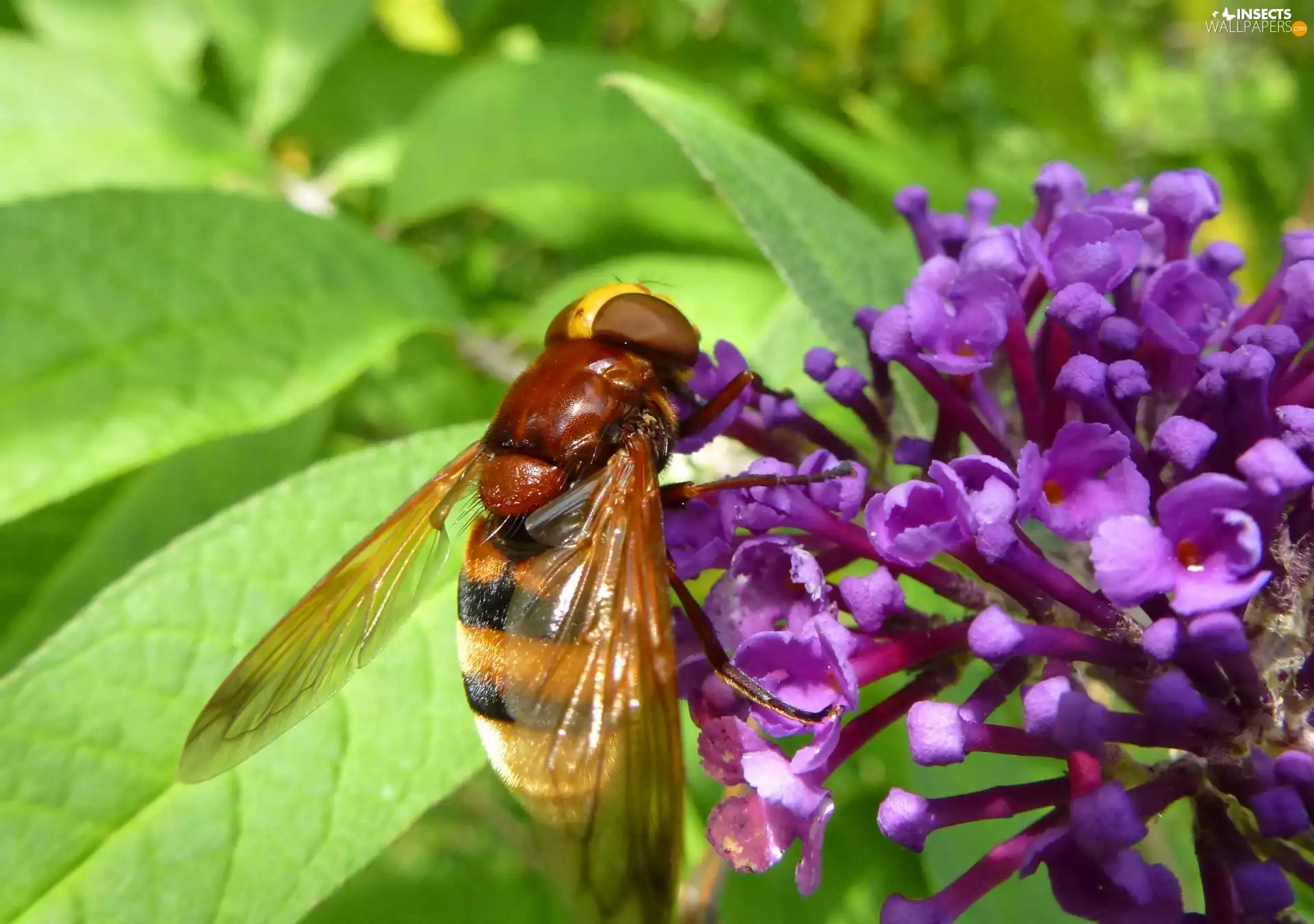 Lilacs, bee, leaf