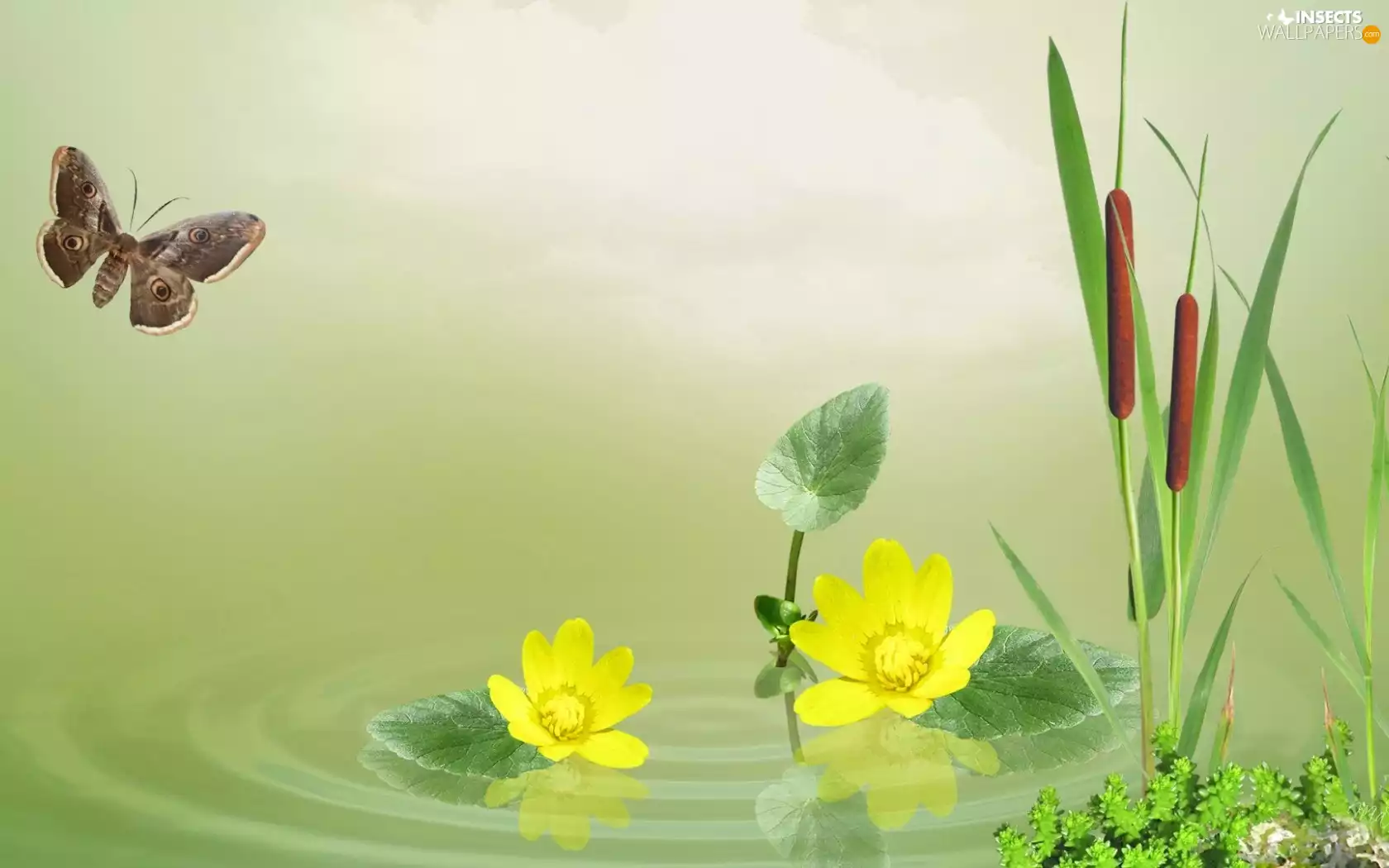 Mallets, water, butterfly, lilies, Pond - car