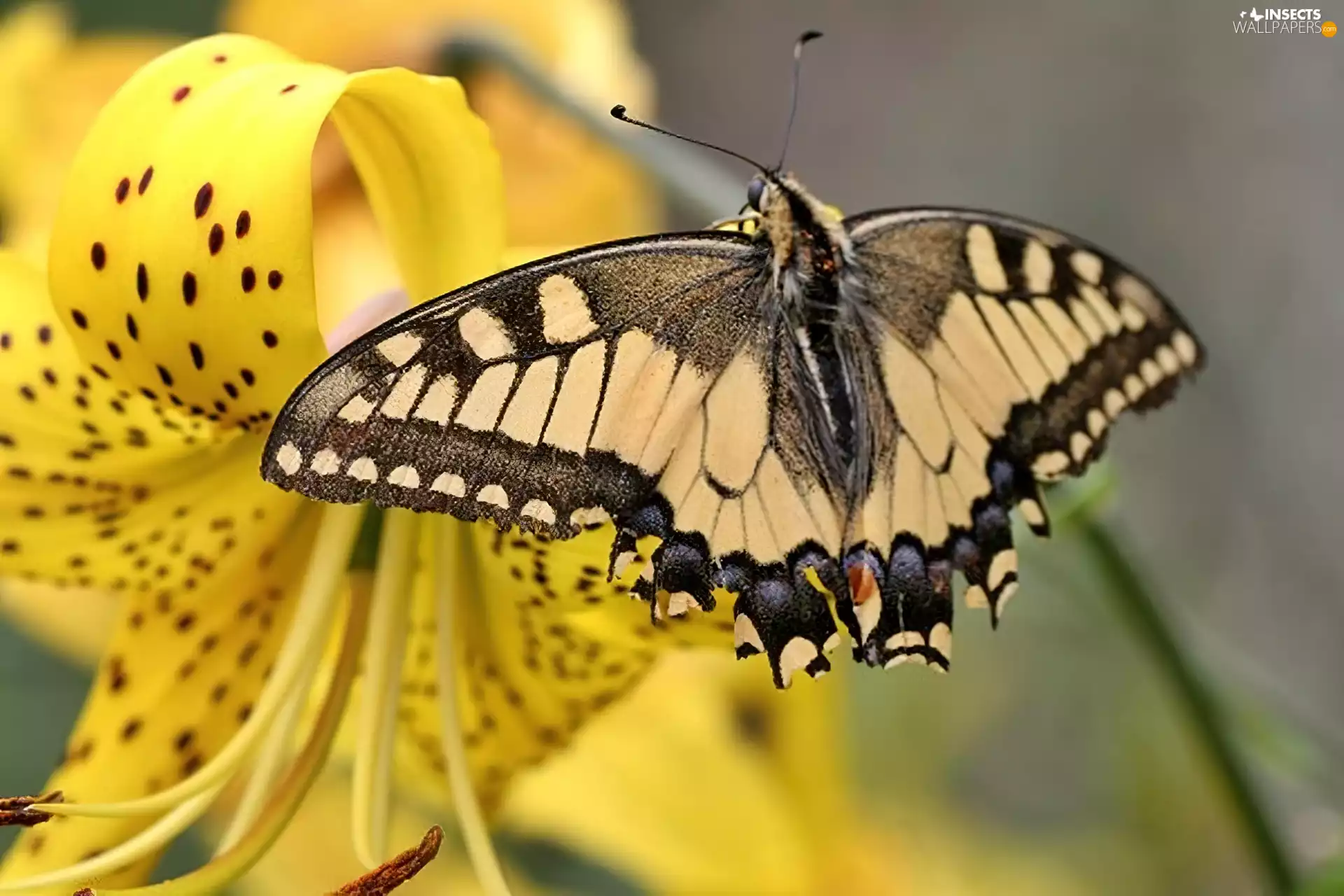 Tiger lily, butterfly, Oct Queen