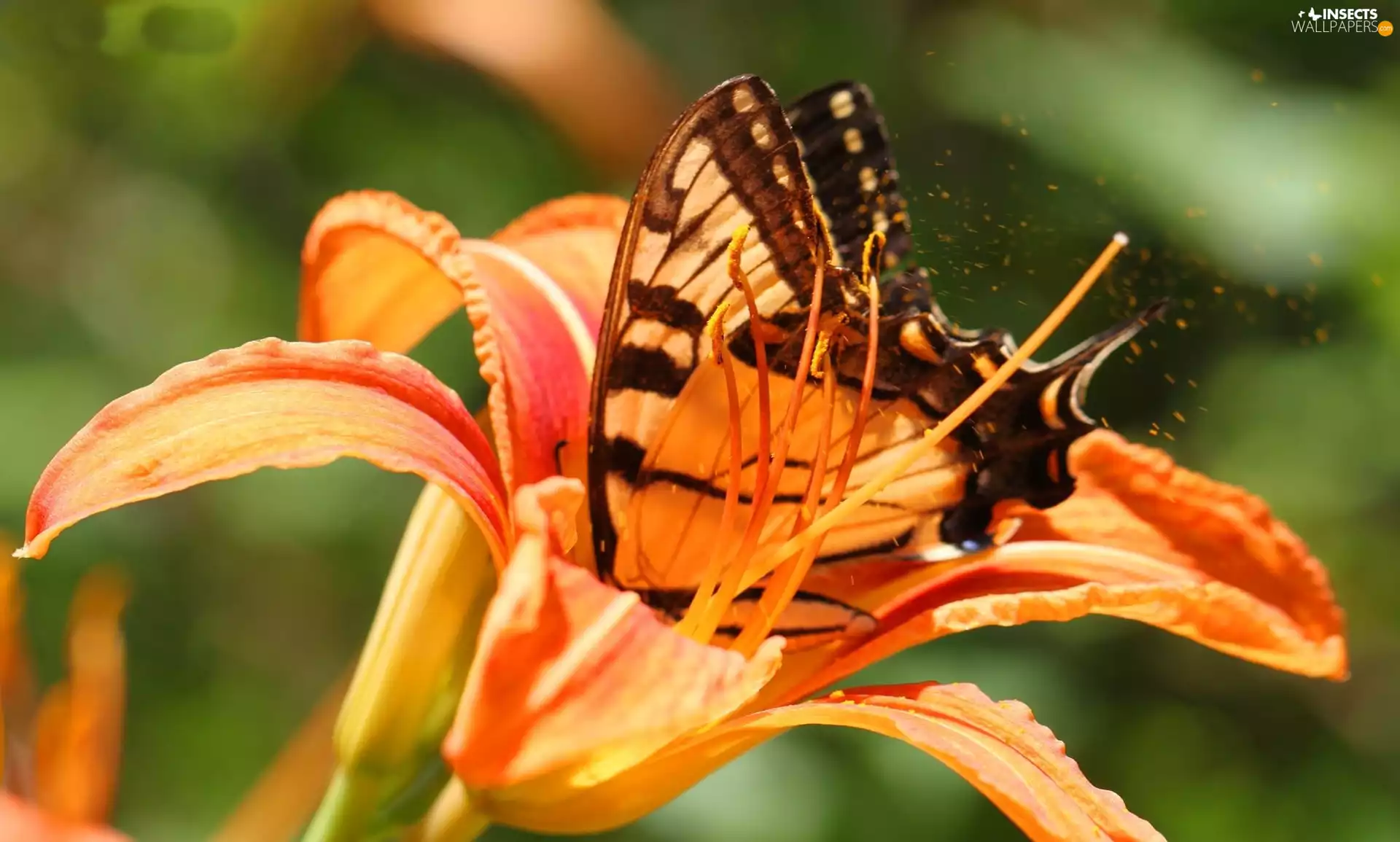 Lily, butterfly, Orange