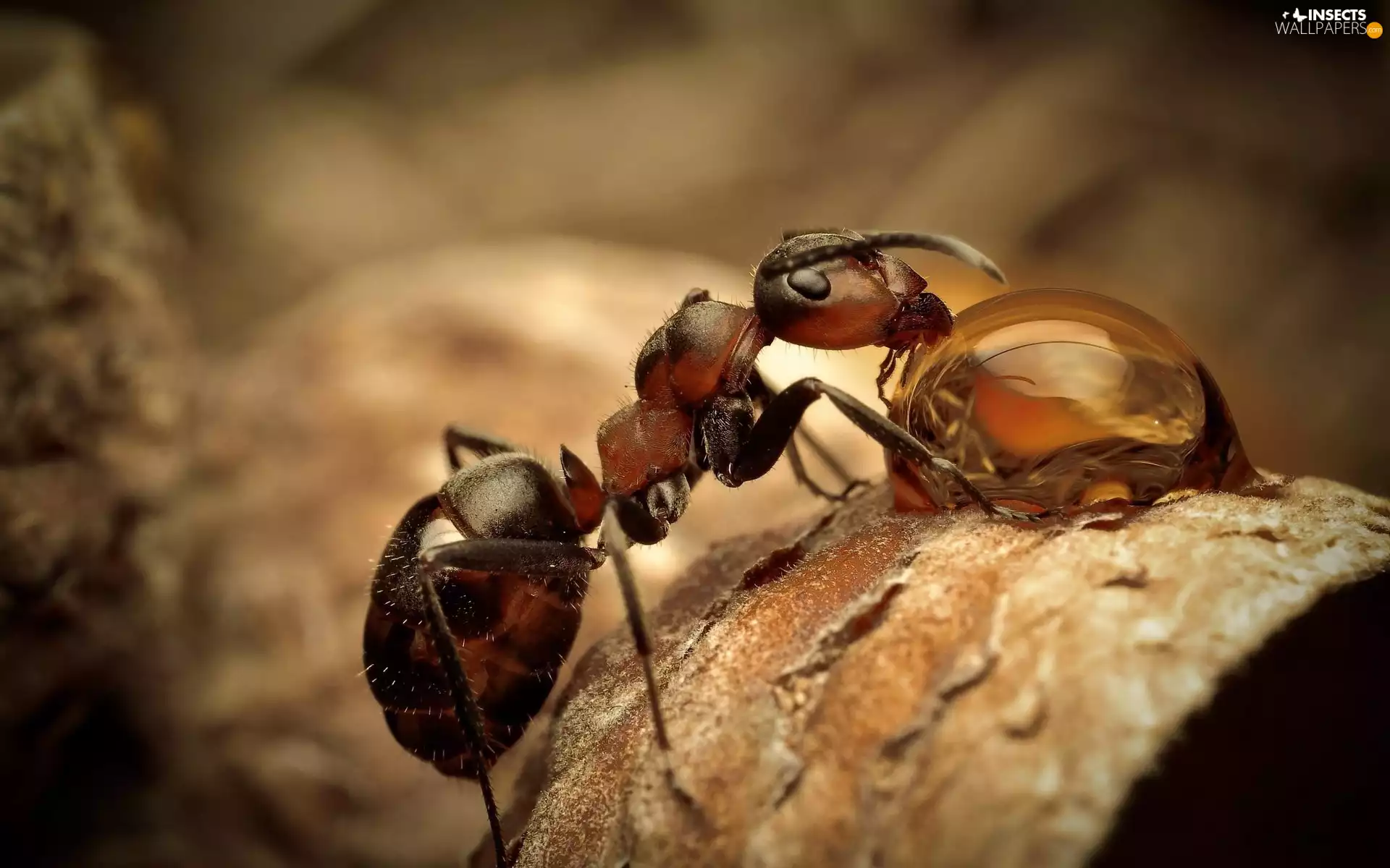 ant, Lod on the beach