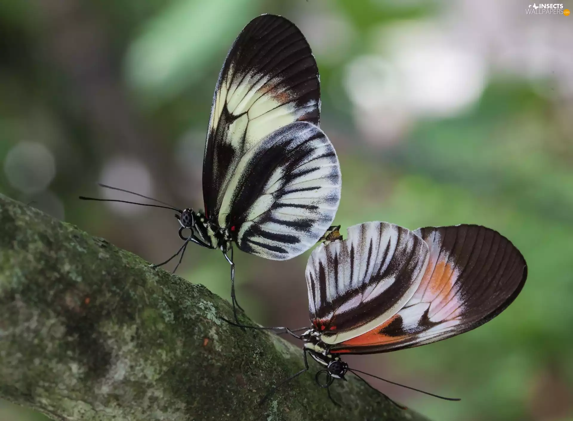 butterflies, Lod on the beach