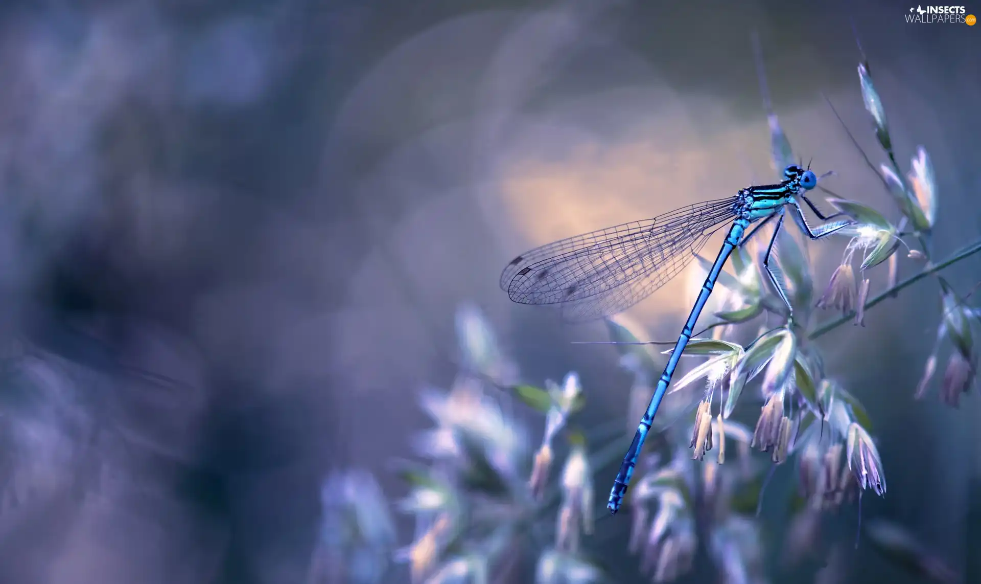 dragon-fly, Blue, The herb, Flowers, luminosity, Bokeh, sun, flash, ligh