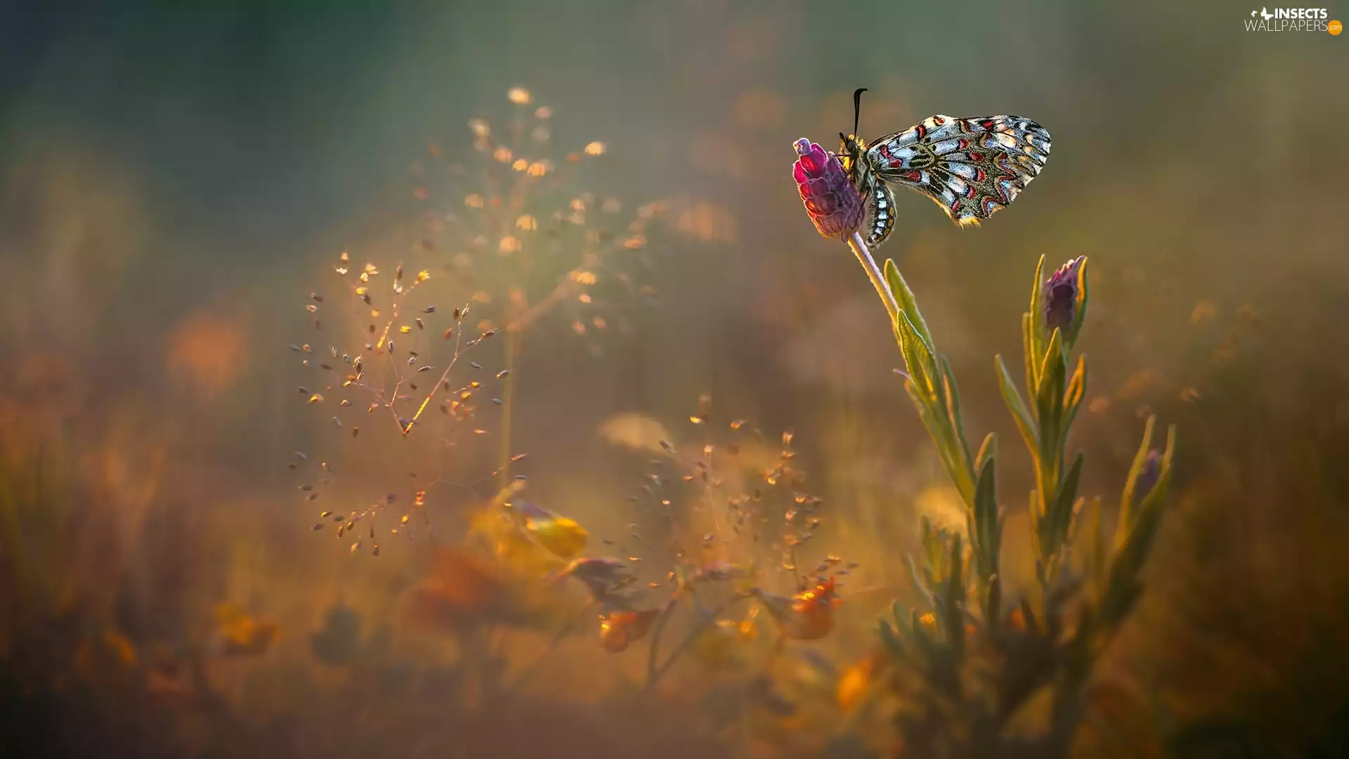 ligh, Colourfull Flowers, flash, plants, butterfly, sun, luminosity