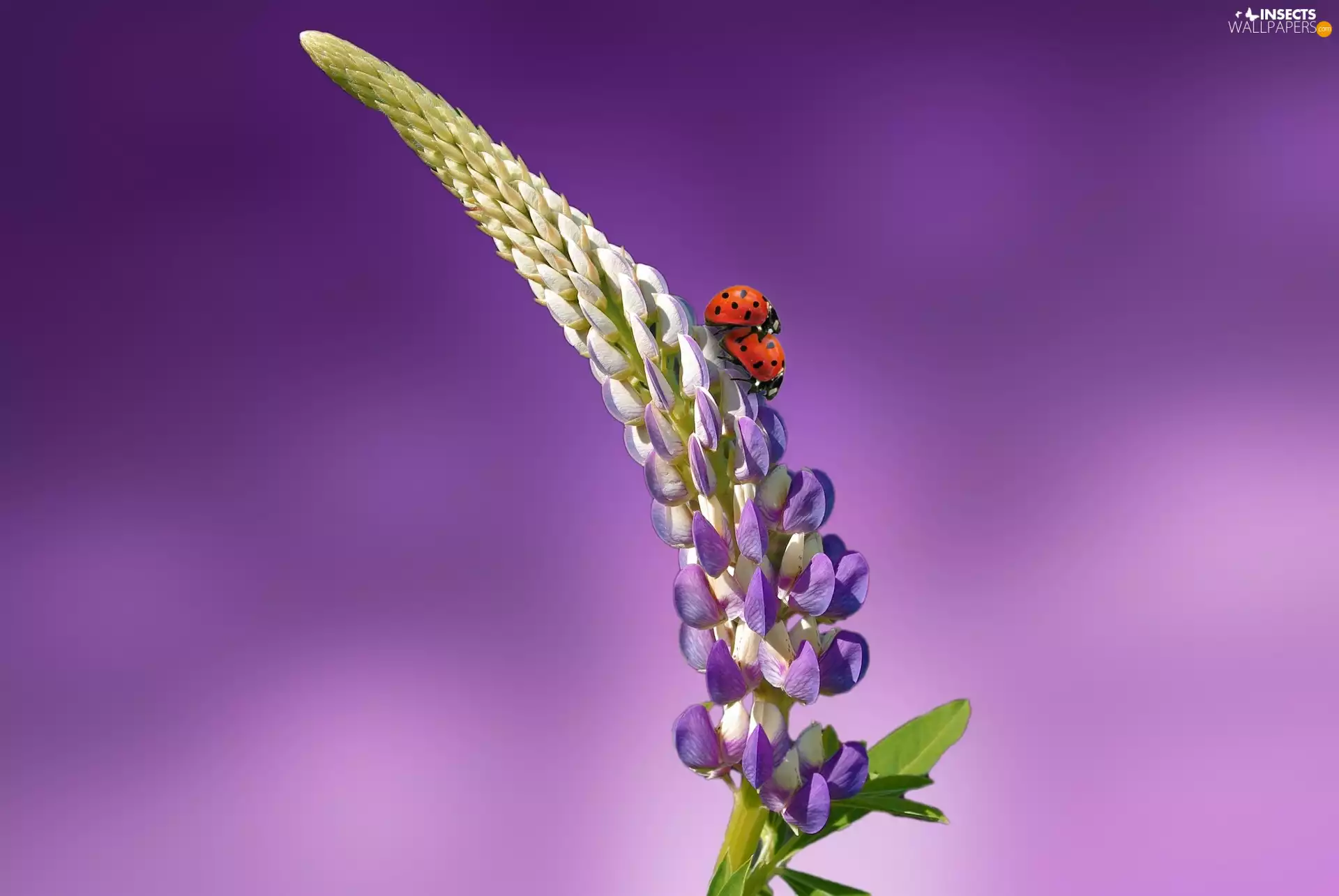 lupine, ladybugs